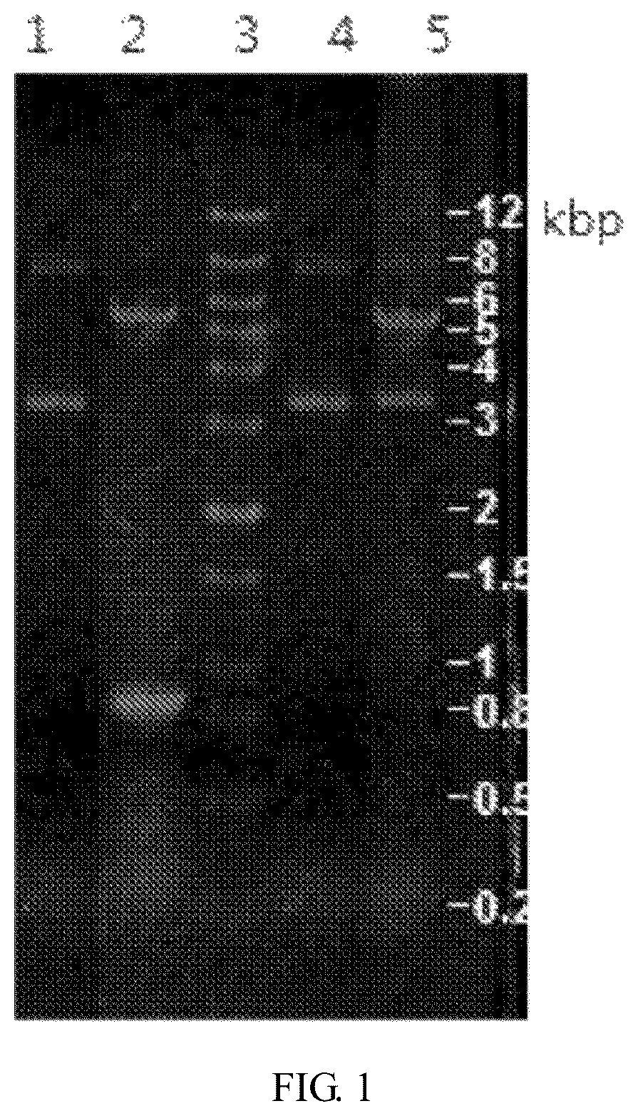 Patent US12103980 — Development of recombinant chicken IGY SCFV antibody raised against human thymidine kinase 1 expressed in prokaryotic cells and use thereof — Figure 1