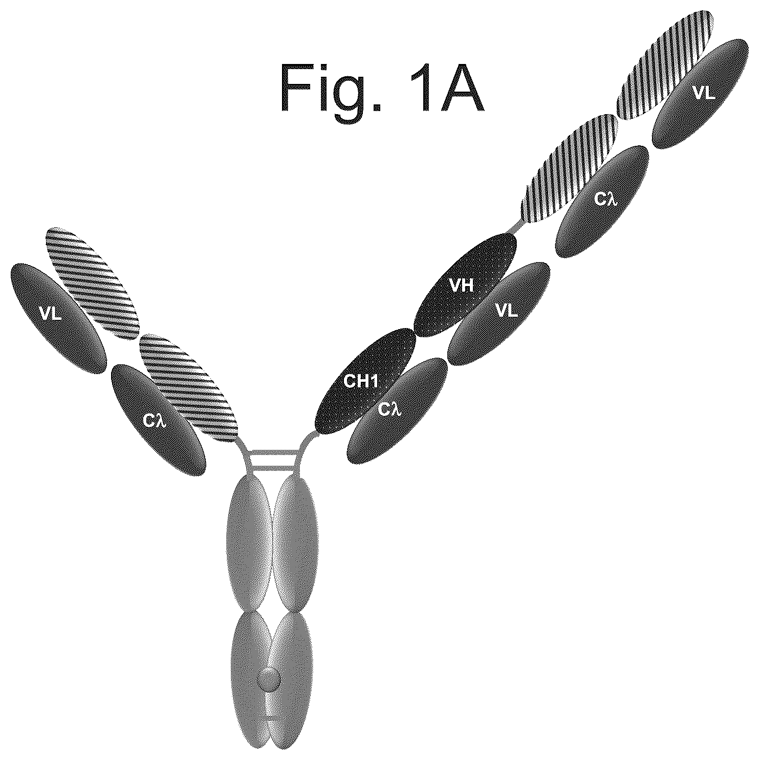 Patent US12103982 — T cell activating bispecific antigen binding molecules — Figure 1