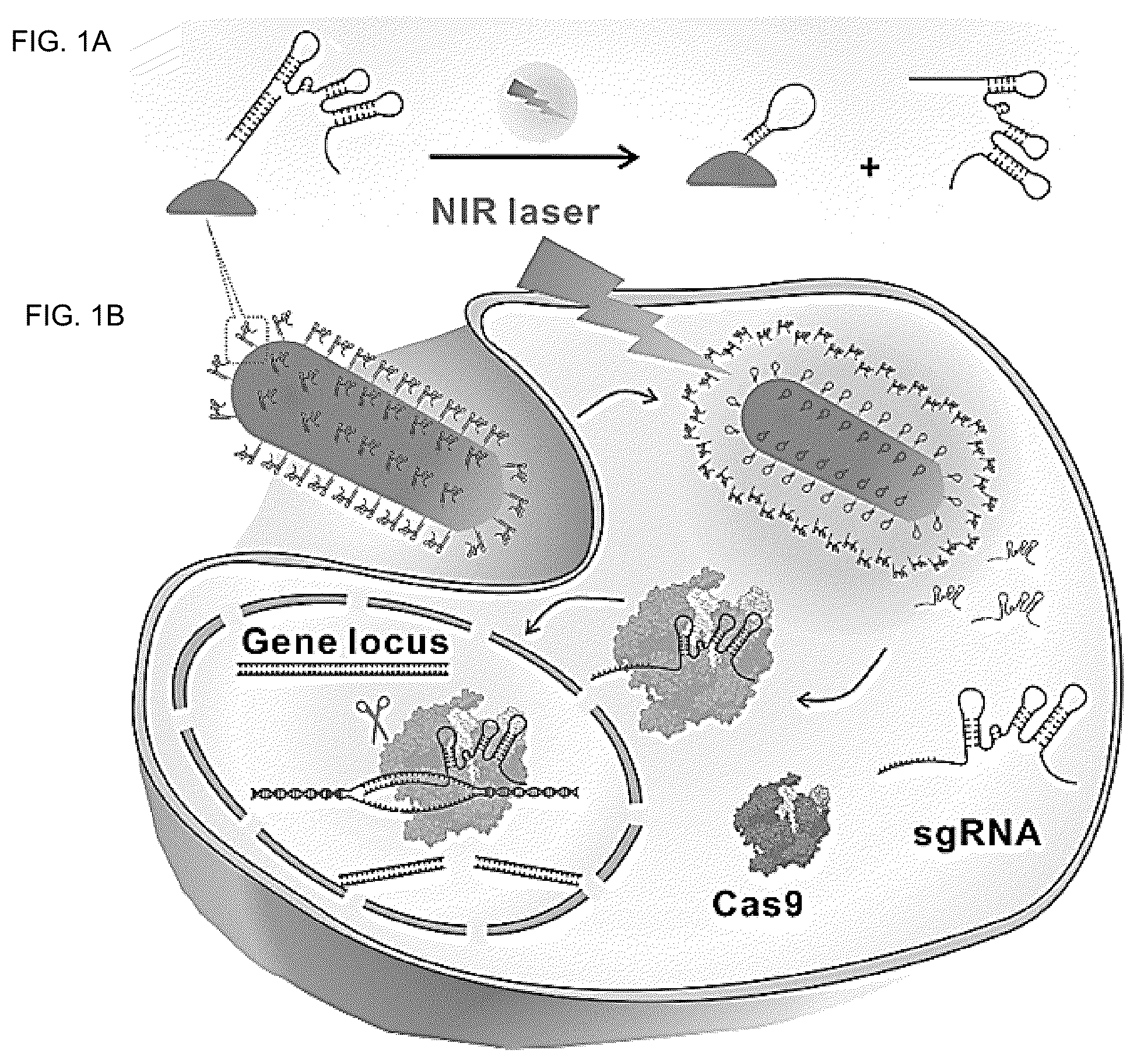Patent US12104150 Figure 1 – Near-infrared photothermally activated CRISPR/CAS9 genome editing machine