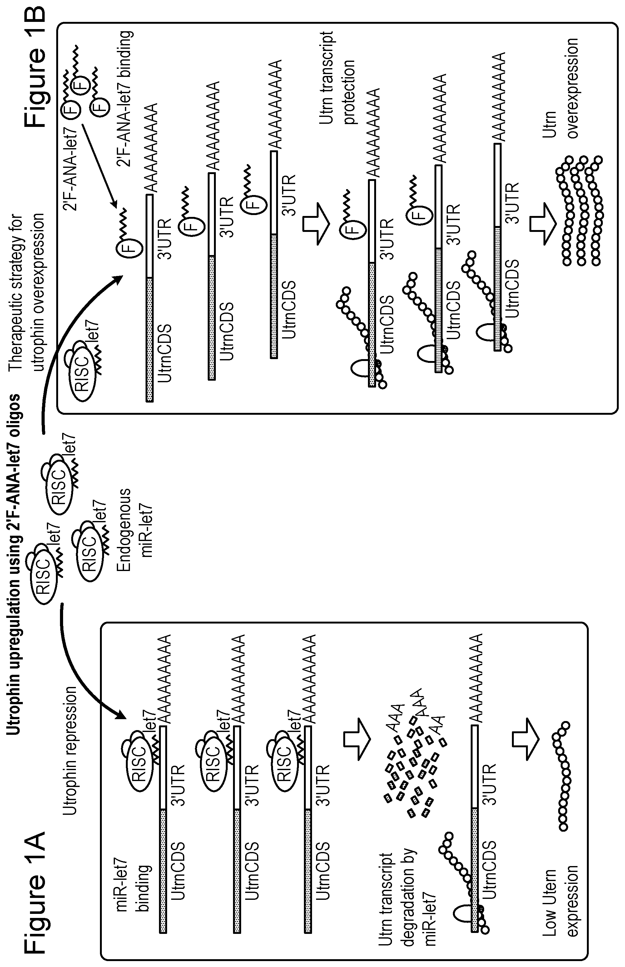 Patent US12104152 — 2′F-ANA-LET7 mediated utrophin upregulation for DMD therapy — Figure 1