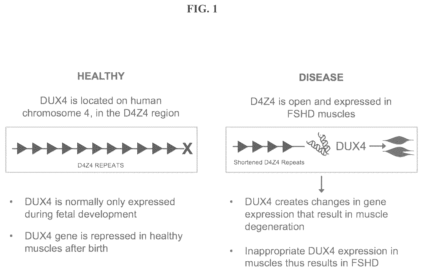 Patent US12104156 Figure 1 – Compositions and methods of treating facioscapulohumeral muscular dystrophy