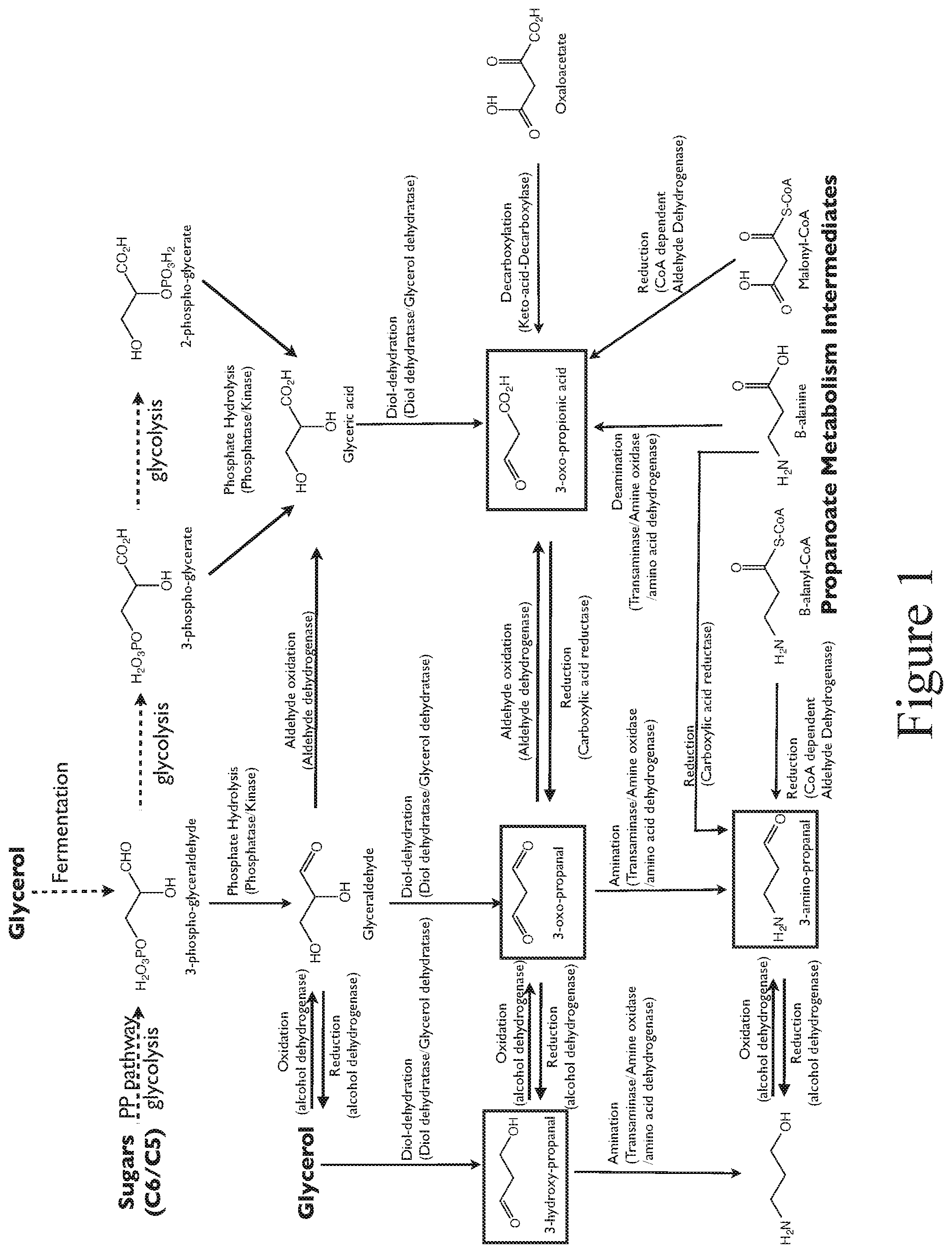 Patent US12104160 — Production of 4,6-dihydroxy-2-oxo-hexanoic acid — Figure 1