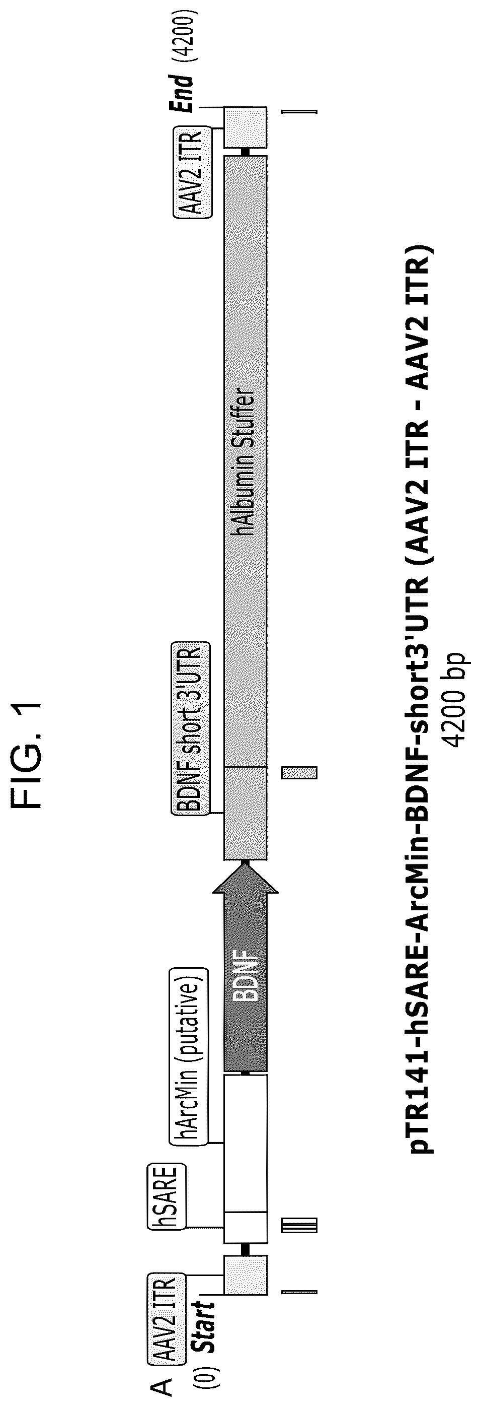 Patent US12104163 — Adeno-associated virus vectors for treatment of Rett syndrome — Figure 1