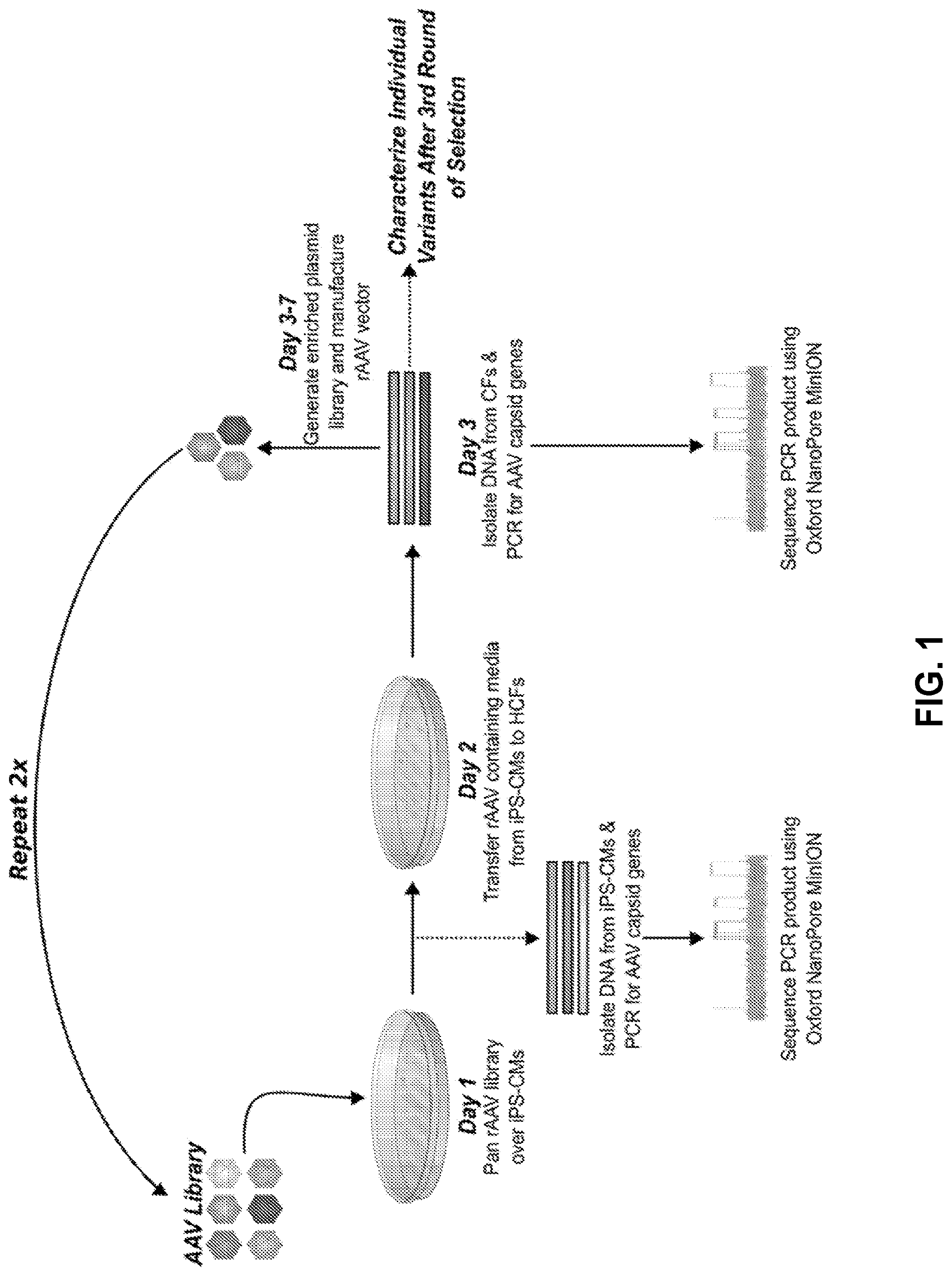 Patent US12104165 Figure 1 – Adeno-associated virus with engineered capsid