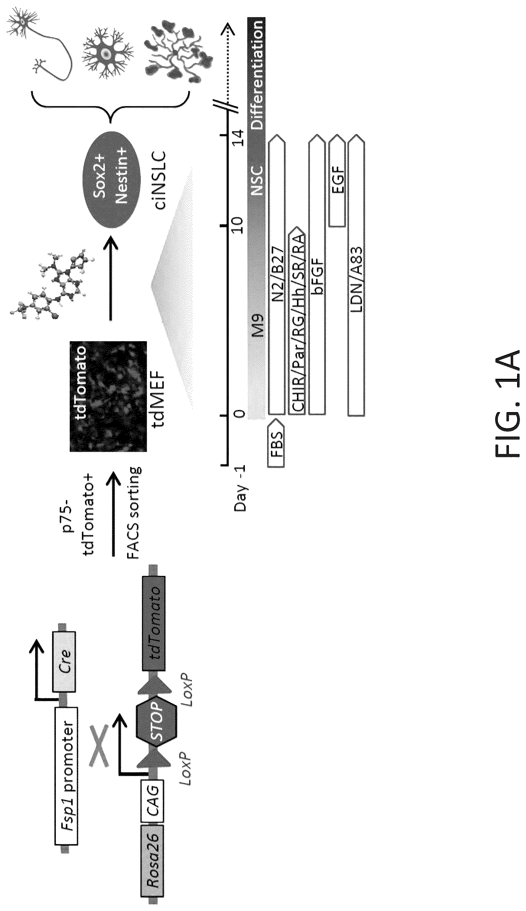 Patent US12104169 — Chemical reprogramming to generate neuronal cells — Figure 1