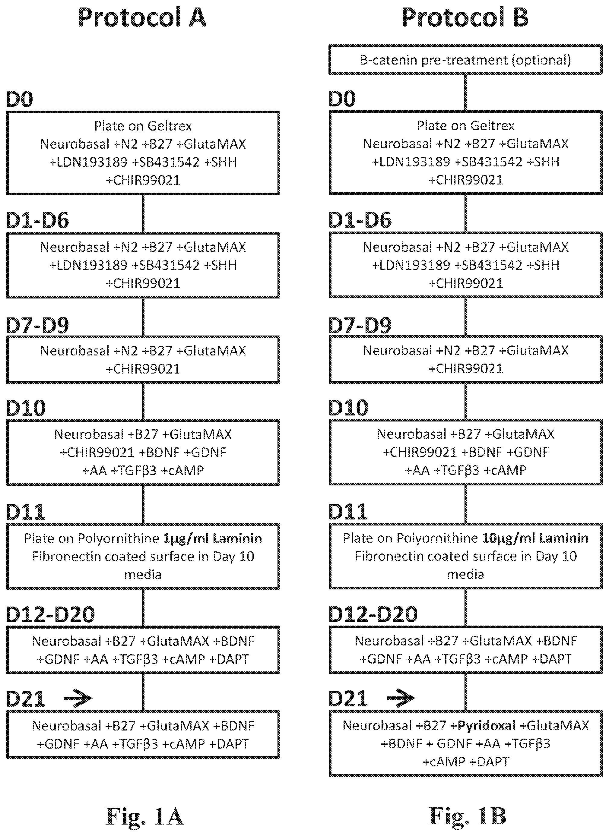 Patent US12104170 Figure 1 – Methods for deriving dopaminergic neurons from pluripotent stem cells