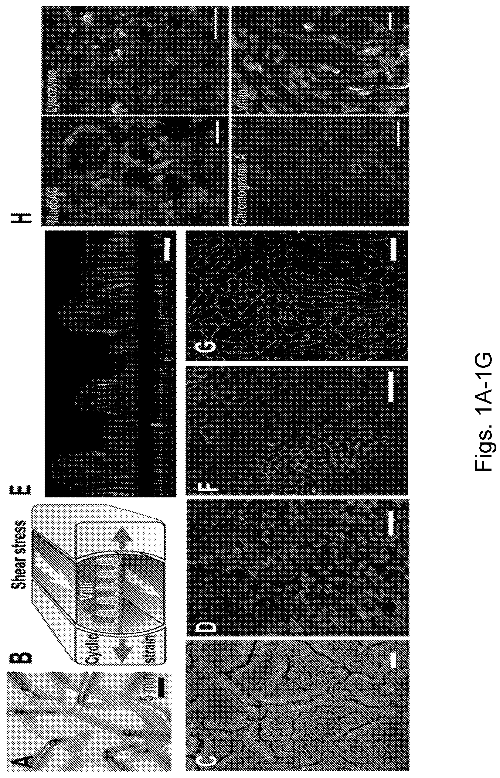 Patent US12104174 — Methods relating to intestinal organ-on-a-chip — Figure 1
