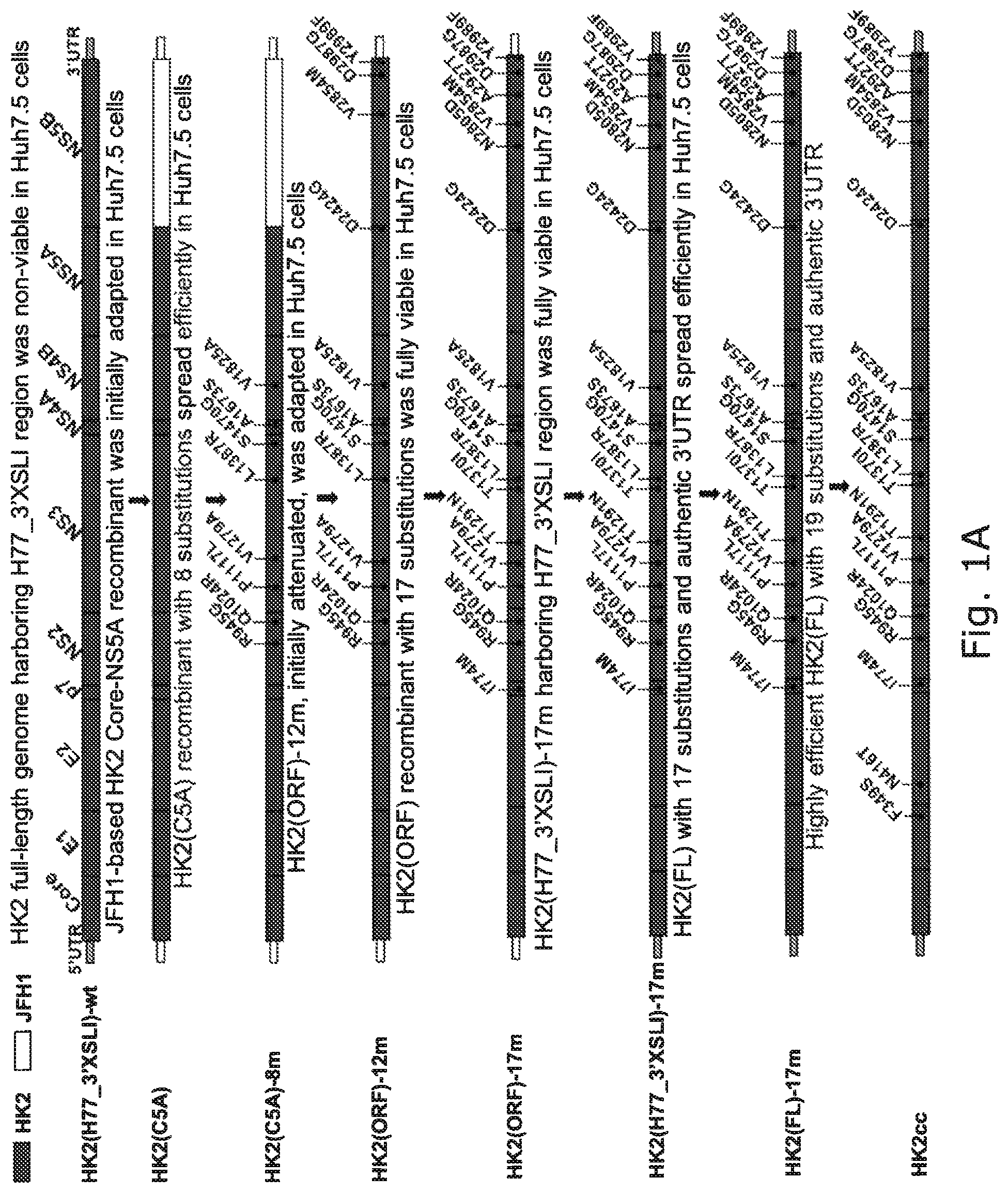 Patent US12104176 Figure 1 – Efficient cell culture system for hepatitis C virus genotype 6A