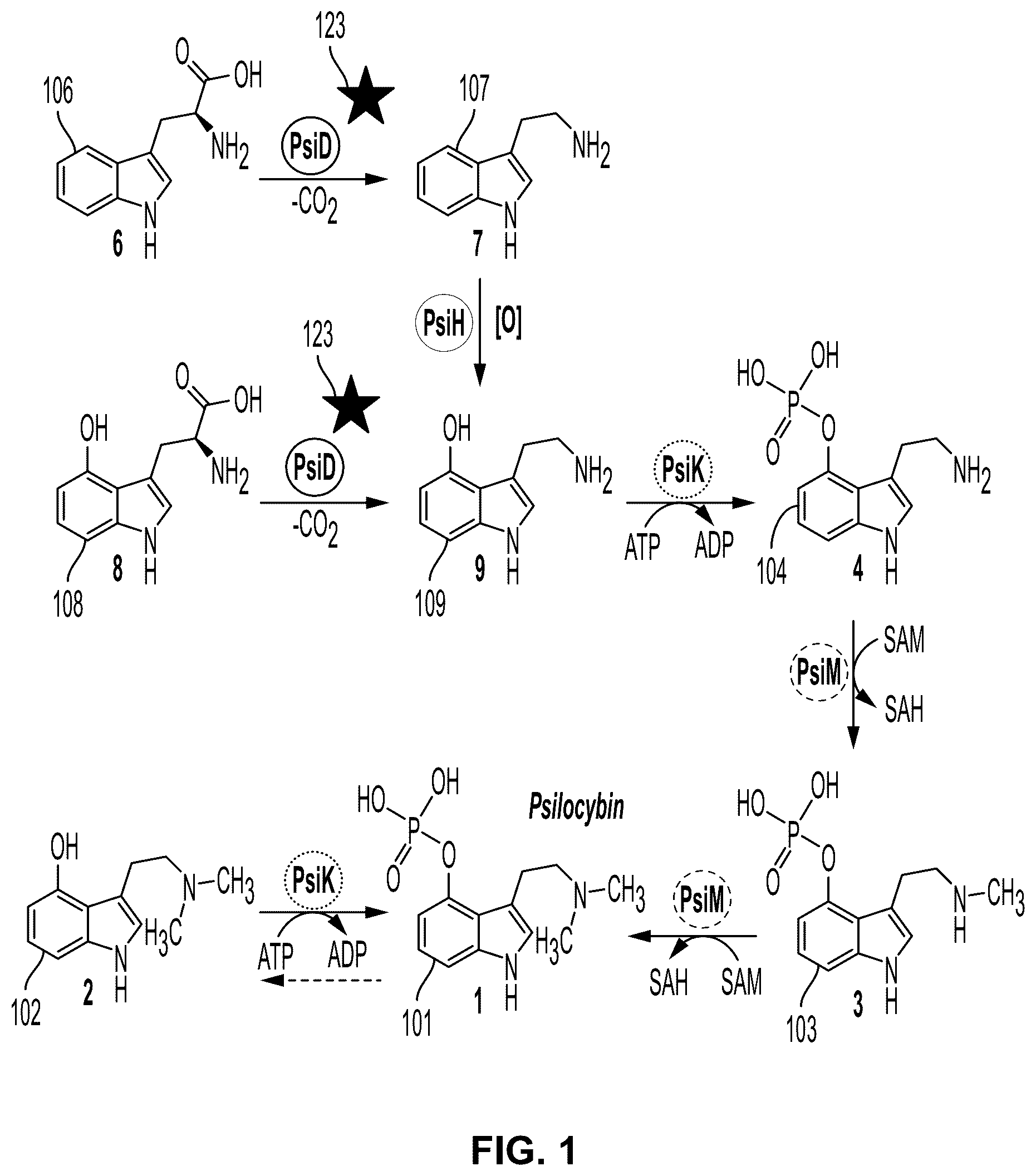 Patent US12104179 Figure 1 – Genetically modified organisms for producing psychotropic alkaloids