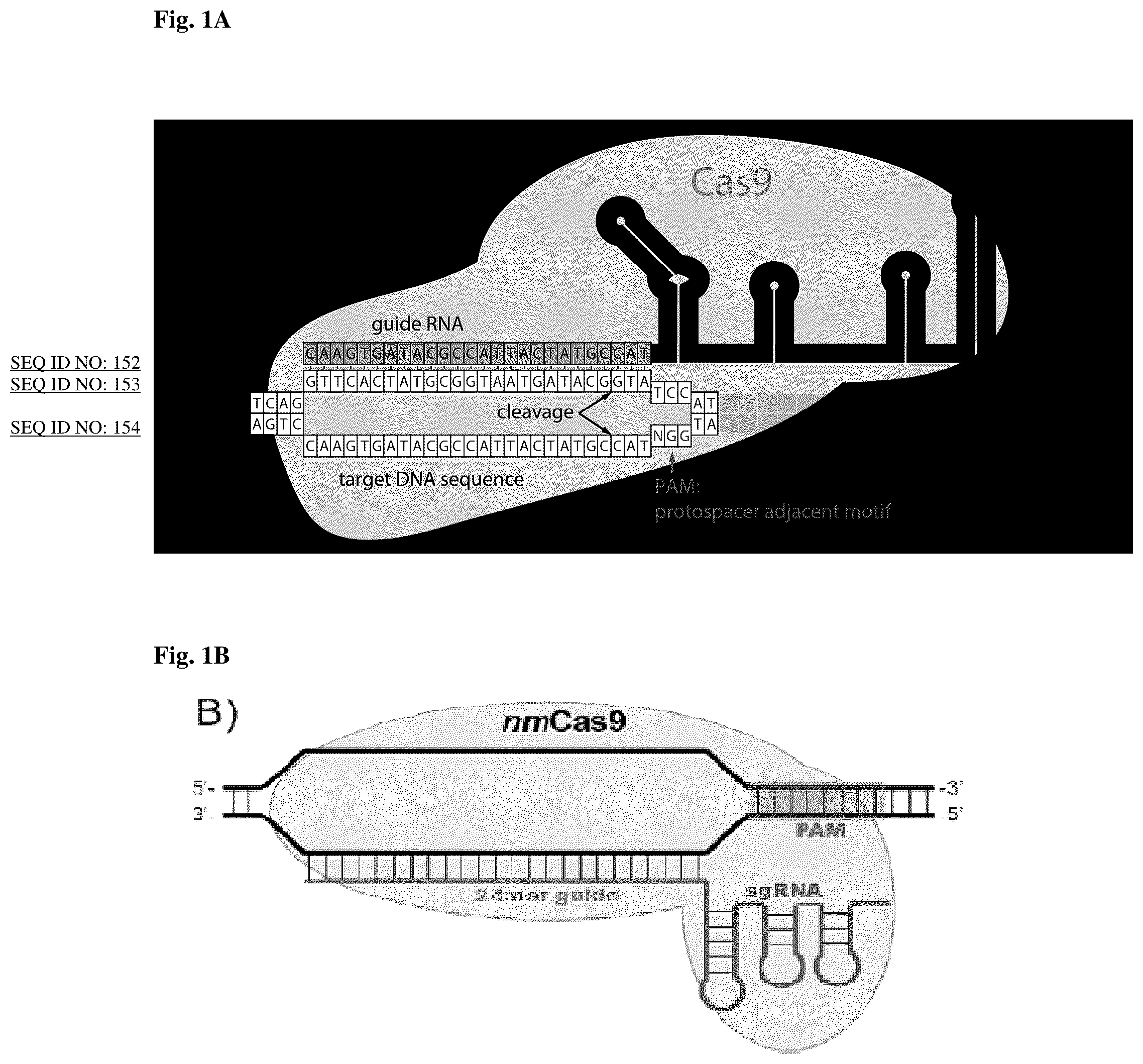 Patent US12104183 — DNase H activity of Neisseria meningitidis Cas9 — Figure 1
