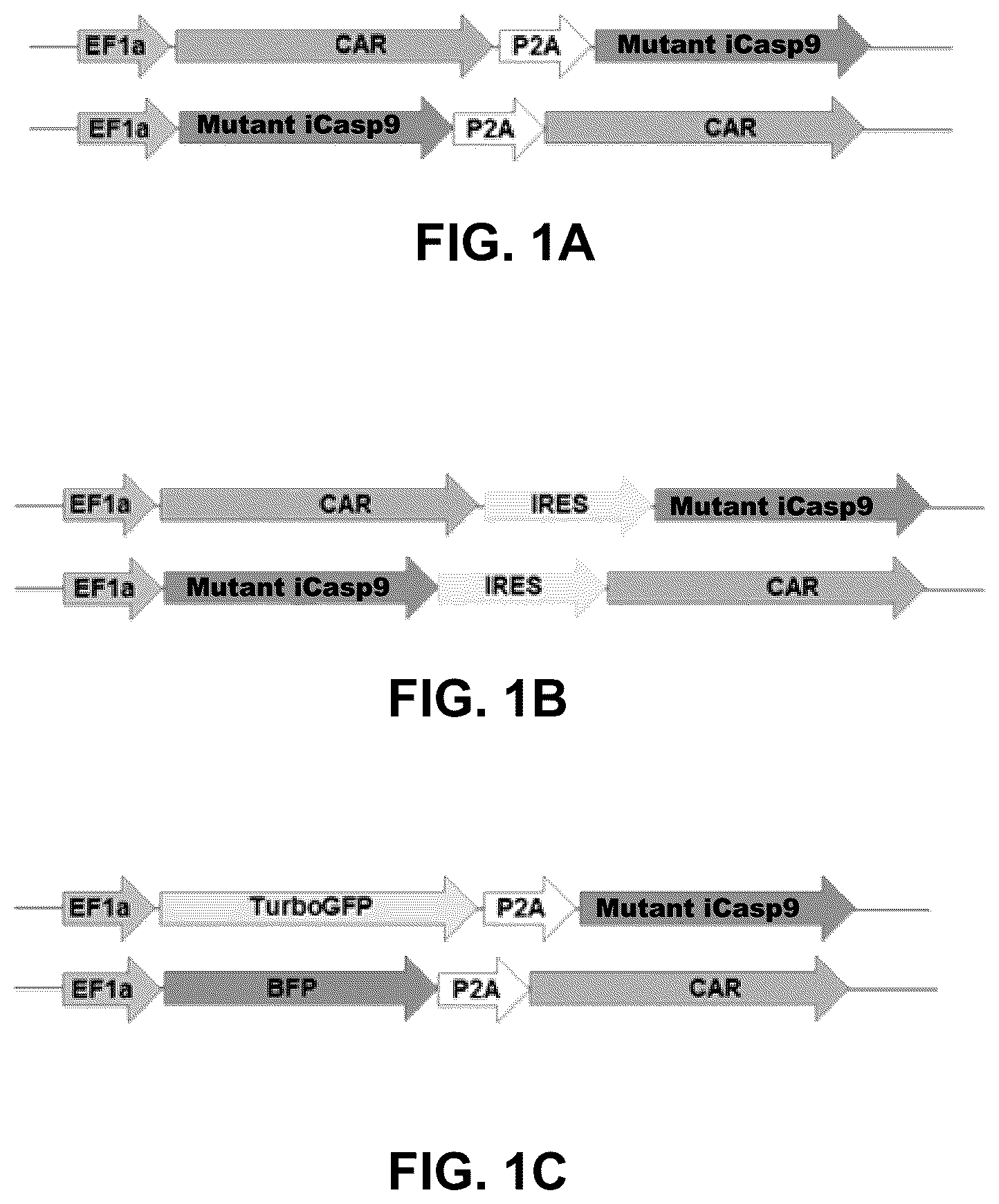 Patent US12104188 — Modified caspase-9 polypeptides and methods of use thereof — Figure 1