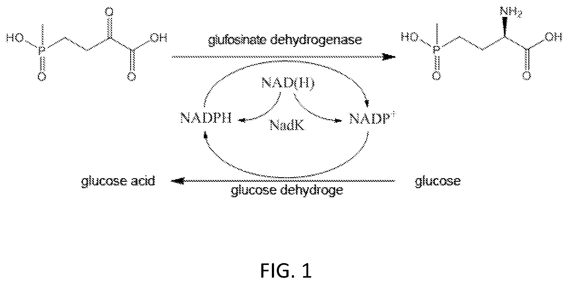 Patent US12104191 — Cofactor self-sufficient Escherichia coli and construction method and application thereof — Figure 1