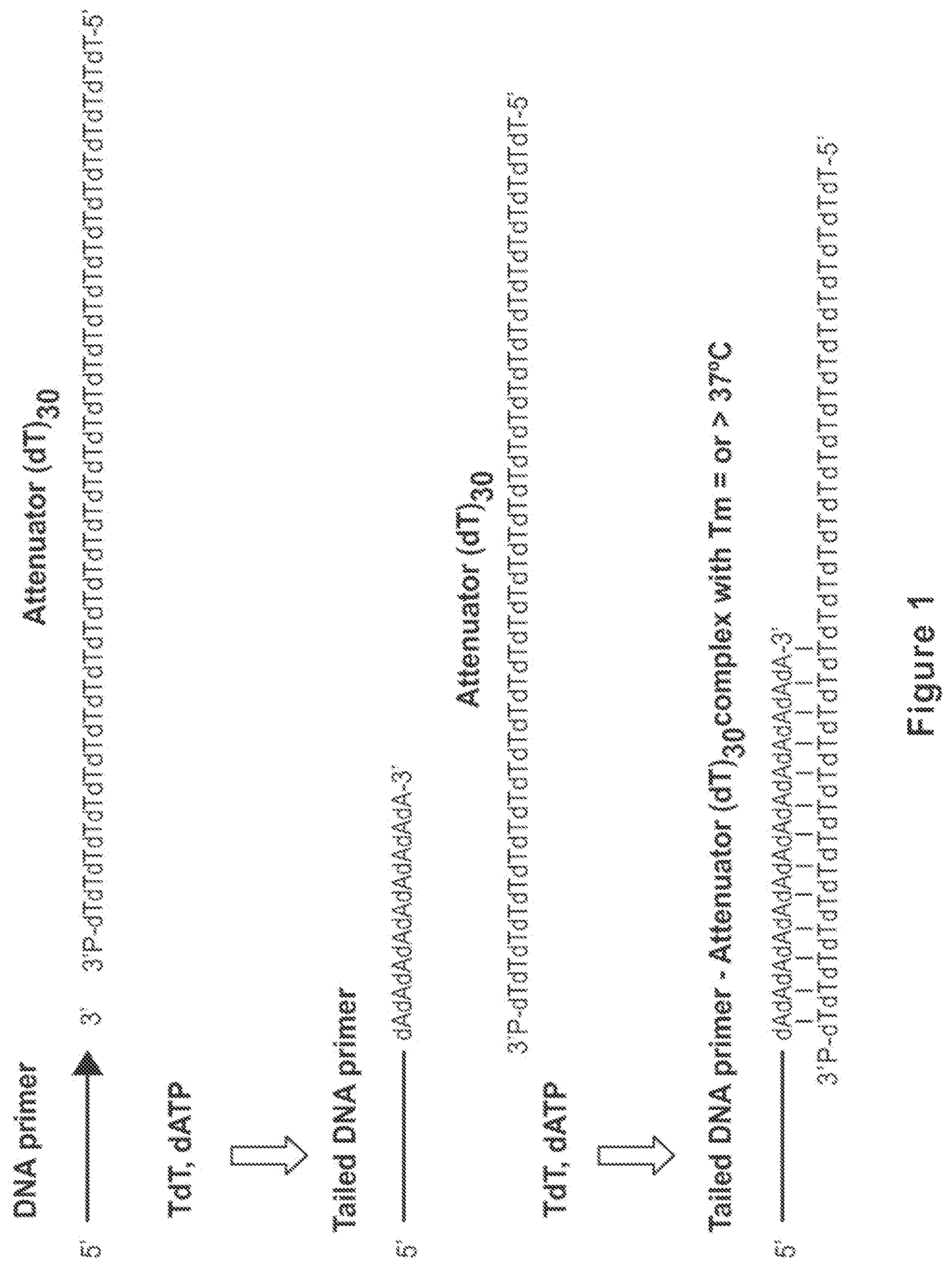 Patent US12104194 — Methods and compositions for size-controlled homopolymer tailing of substrate polynucleotides by a nucleic acid polymerase — Figure 1