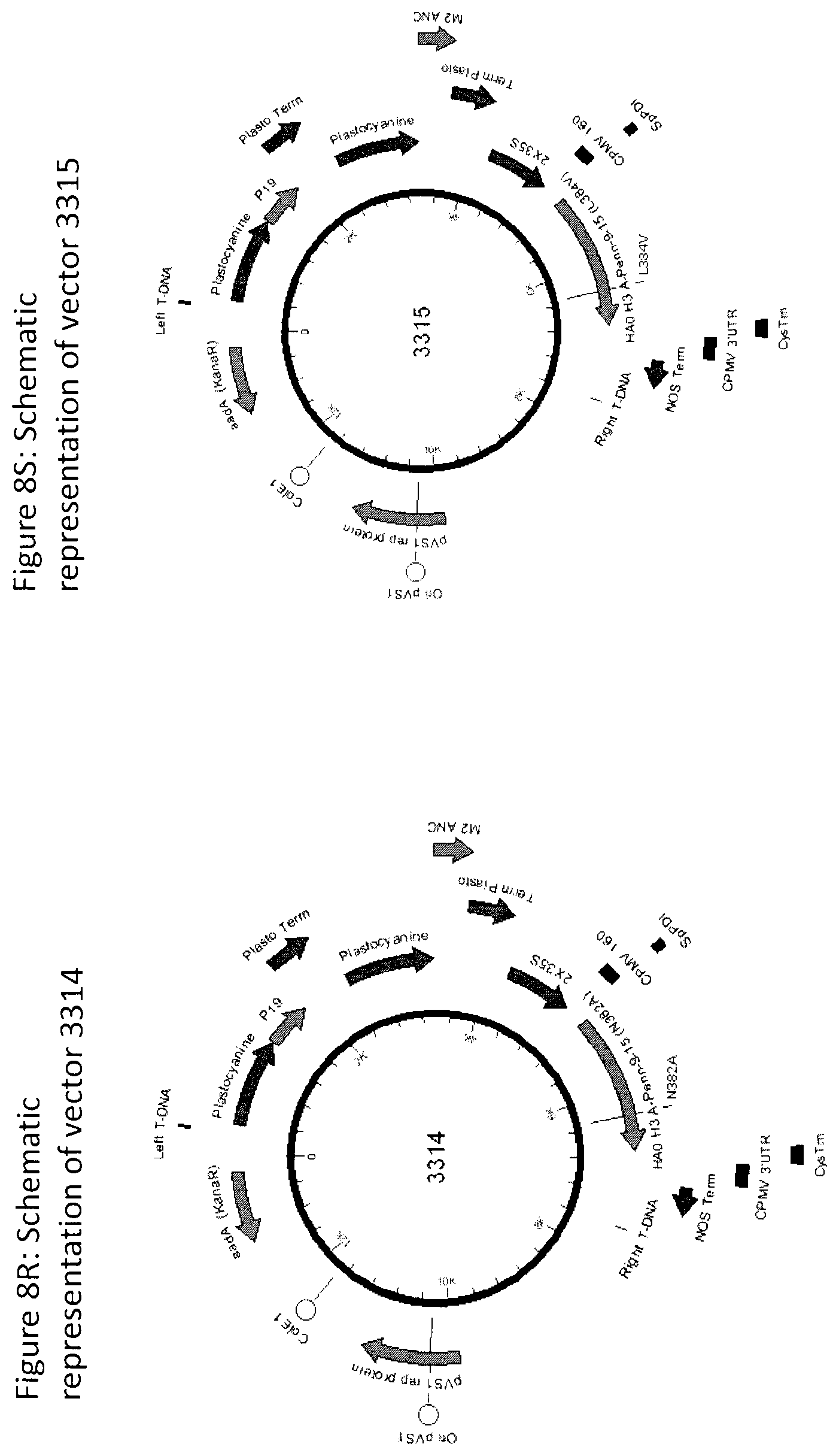 Patent US12104196 Figure 19 – Influenza virus hemagglutinin mutants