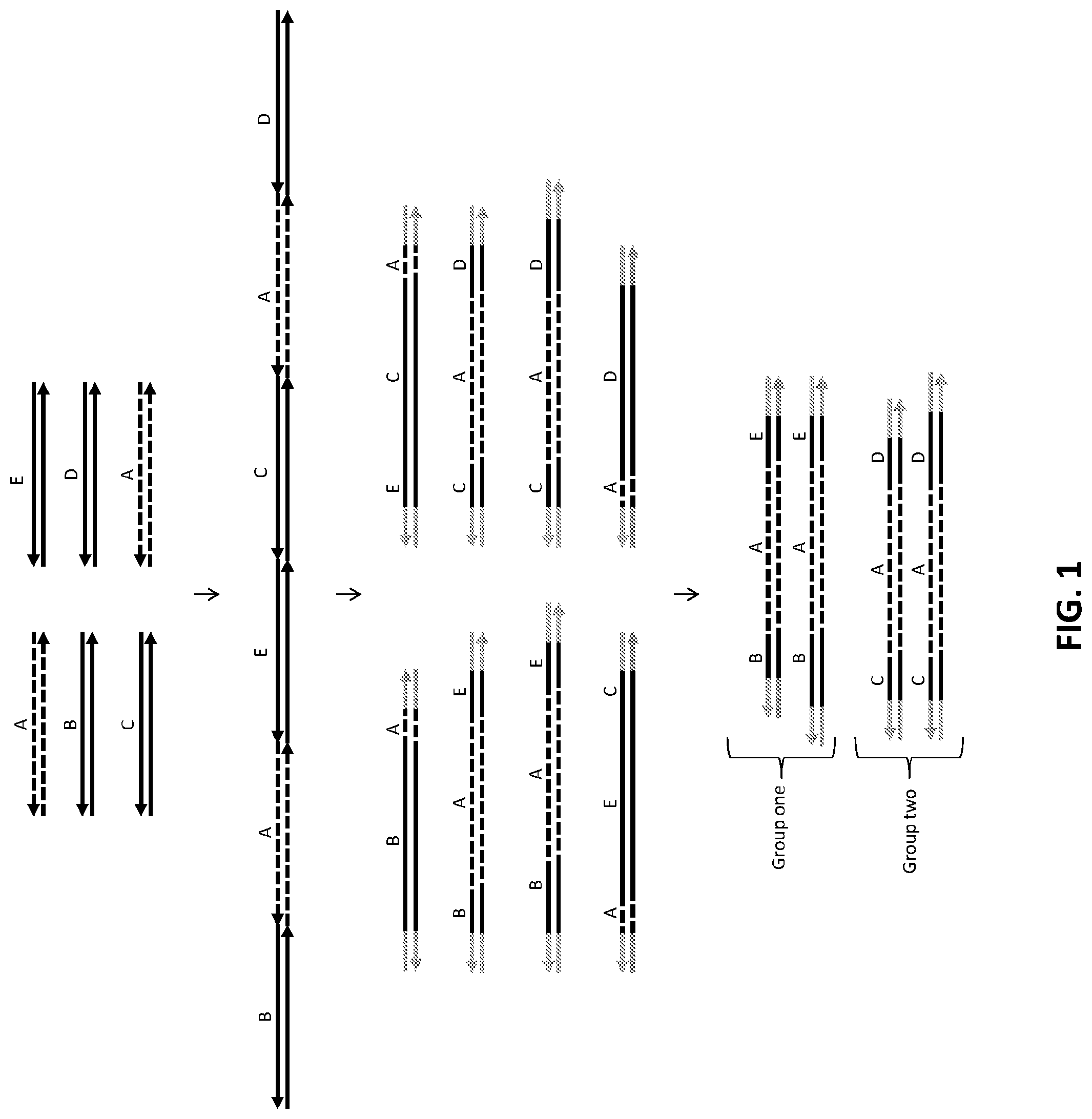 Patent US12104202 — Method of identifying sequence variants using concatenation — Figure 1
