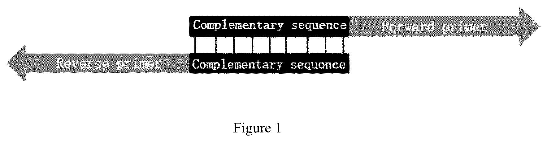 Patent US12104205 — PCR primer pair and application thereof — Figure 1