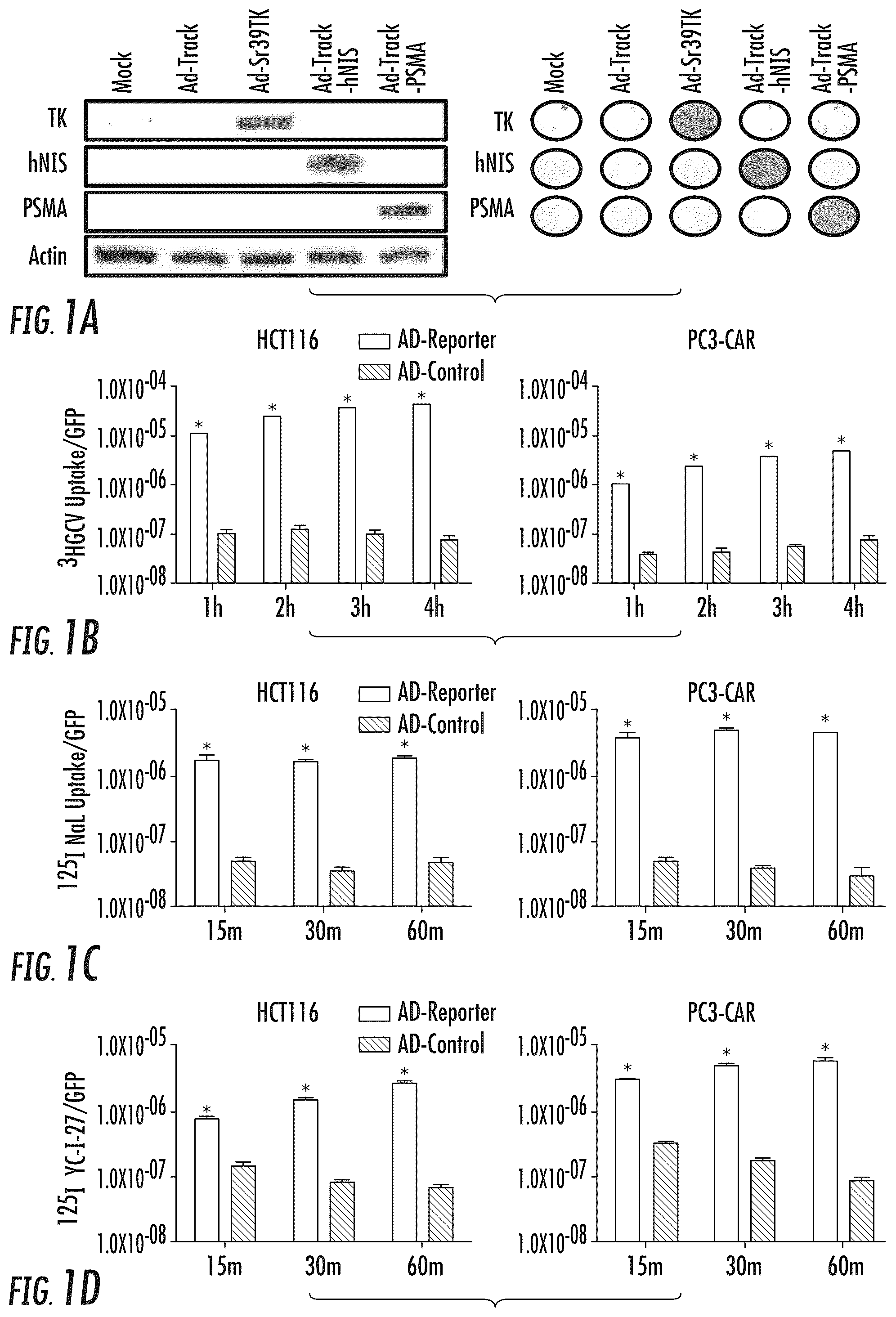 Patent US12104214 — PSMA-based molecular-genetic reporter system — Figure 1