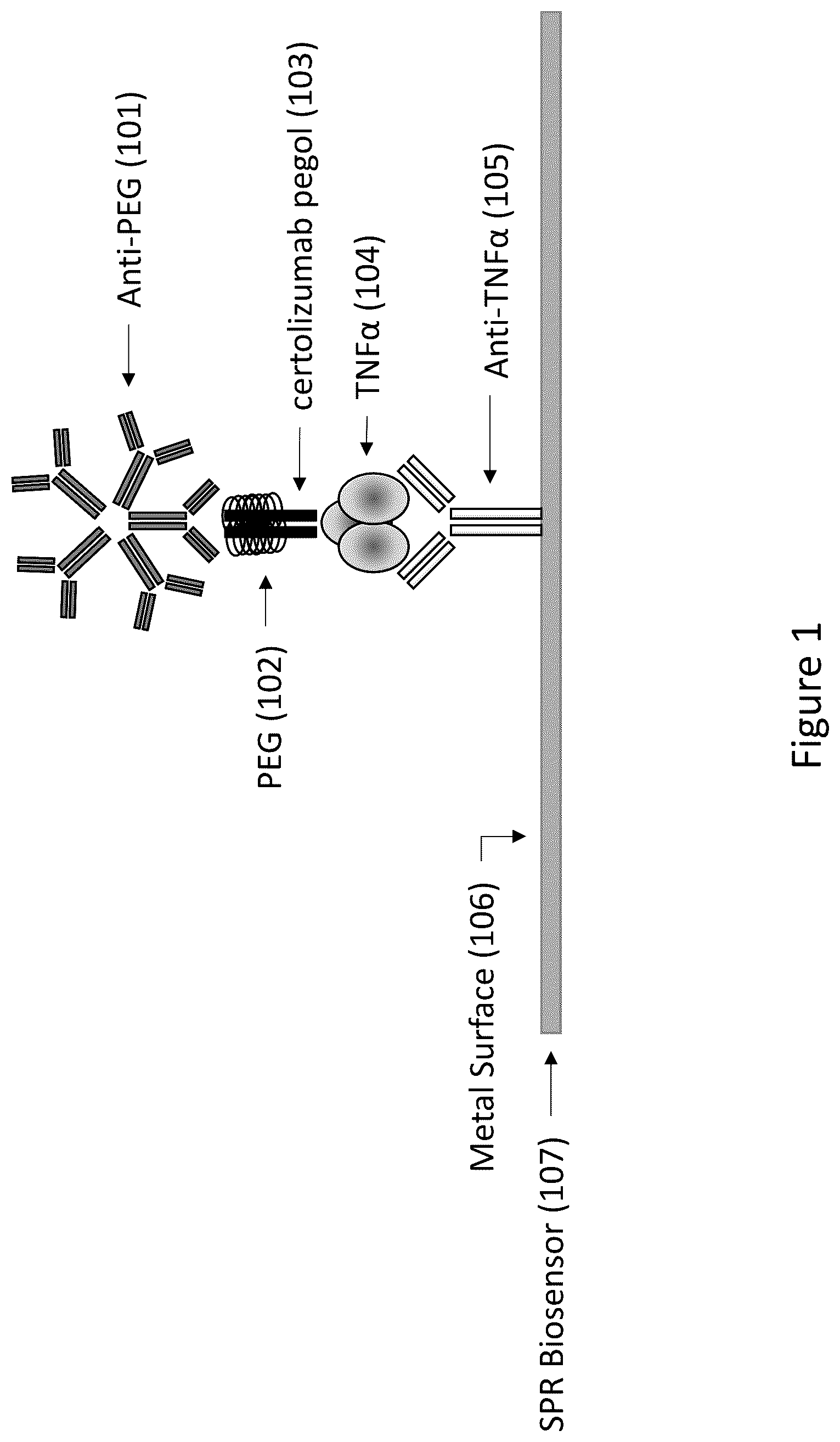 Patent US12105083 — Methods for detecting antibodies by surface plasmon resonance — Figure 1