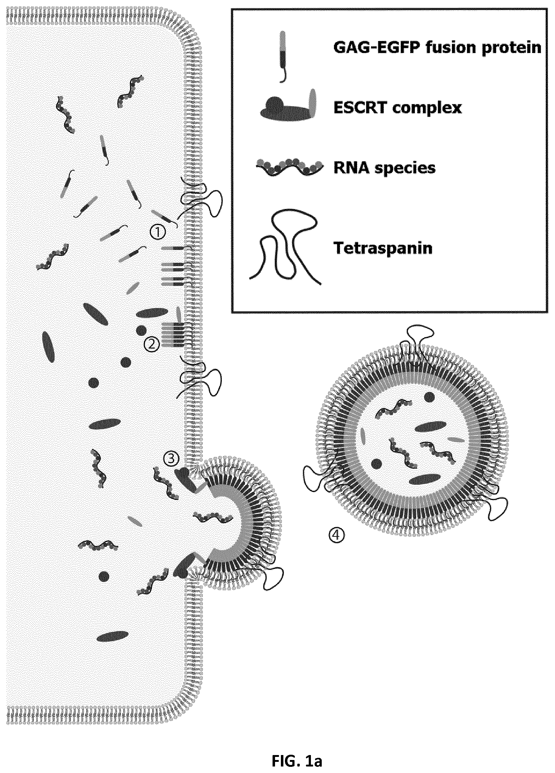 Patent US12105091 — Usages of recombinant extracellular vesicles — Figure 1