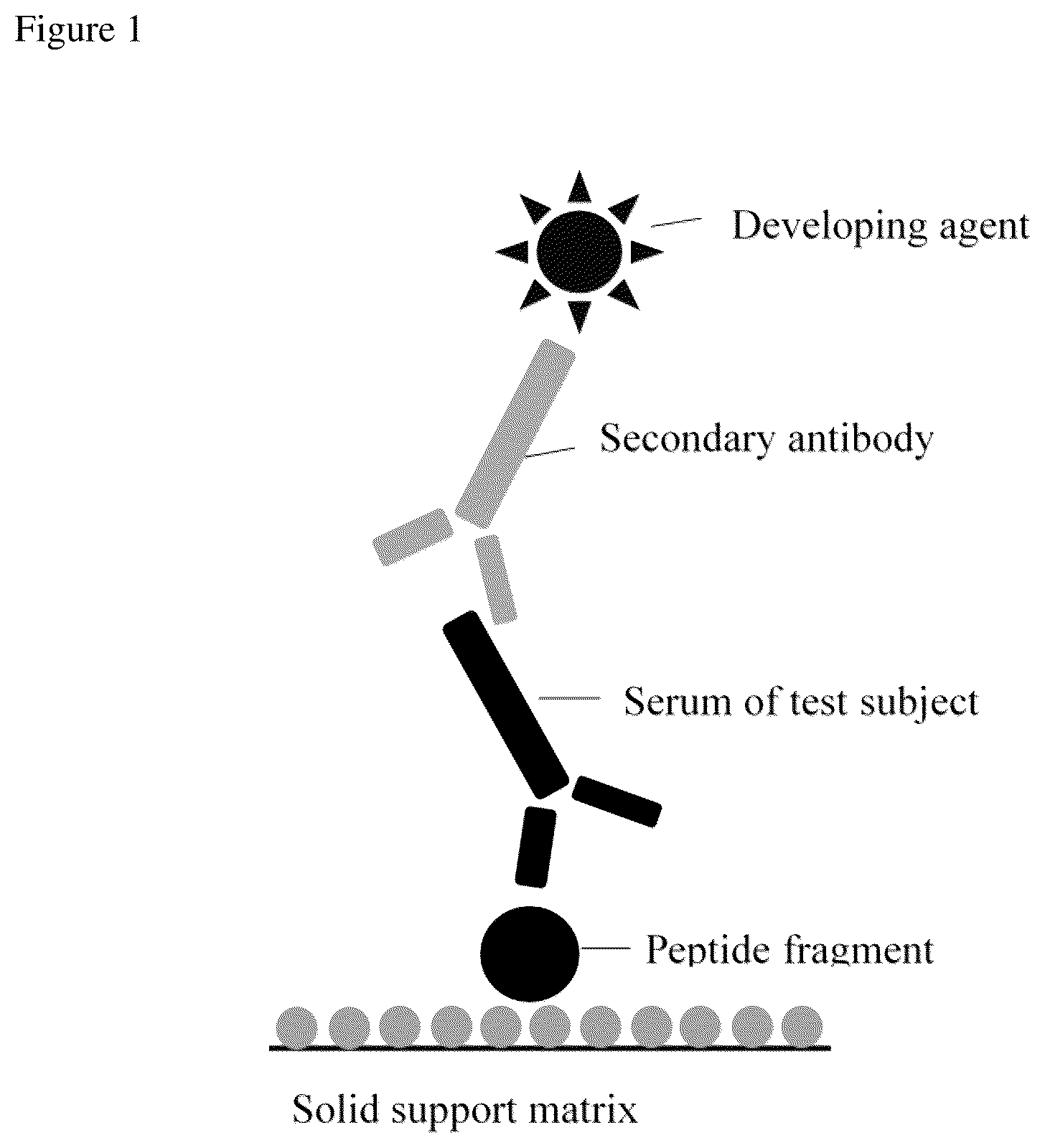Patent US12105097 — Rheumatoid arthritis auto-antibody-bound peptide and application thereof — Figure 1