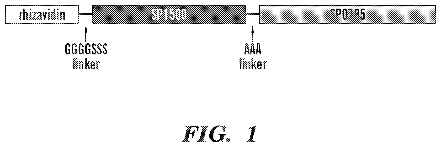 Patent US12129283 — Pneumococcal fusion protein vaccines — Figure 1