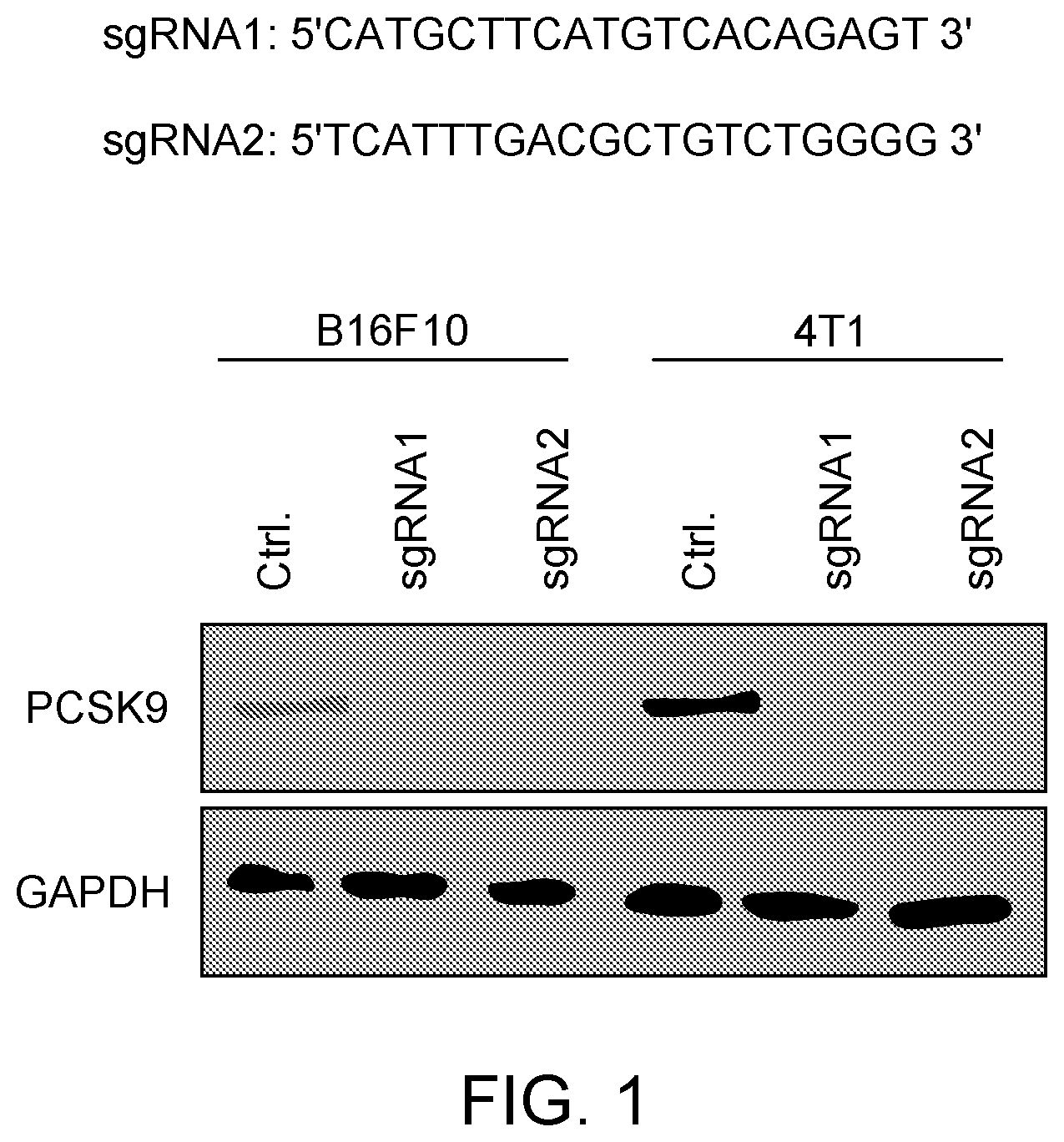 Patent US12129284 — Compositions and methods for the treatment of cancer characterized with PCSK9 expression — Figure 1