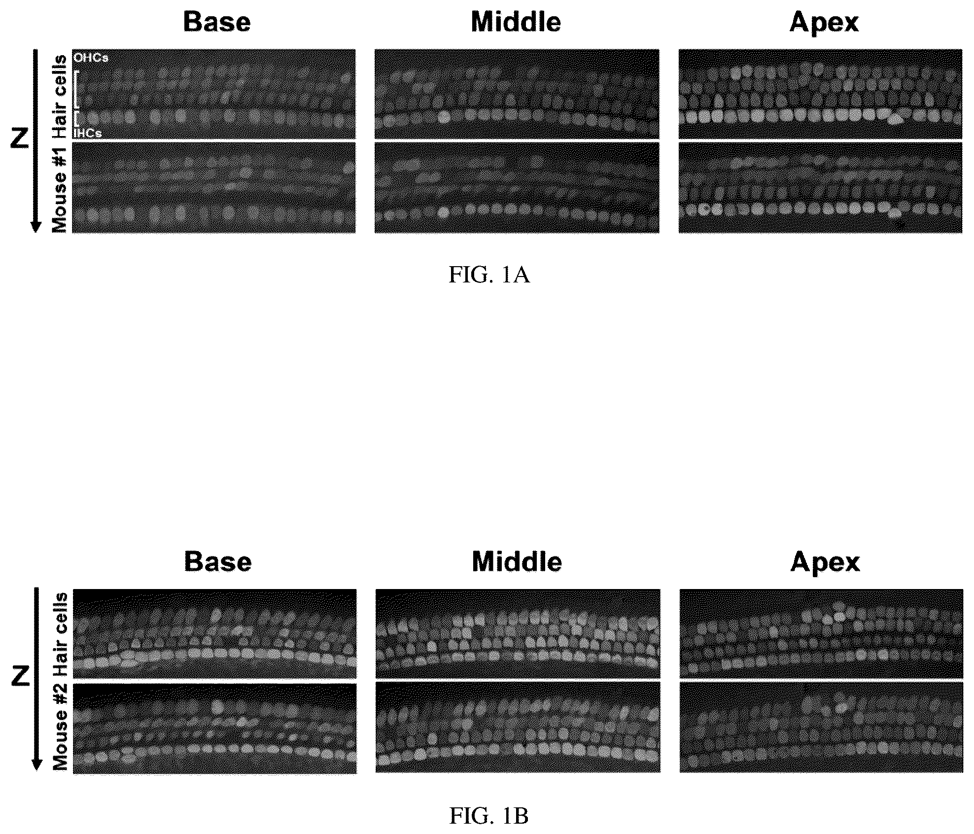 Patent US12129287 — Recombinant adeno associated virus encoding clarin-1 and uses thereof — Figure 1