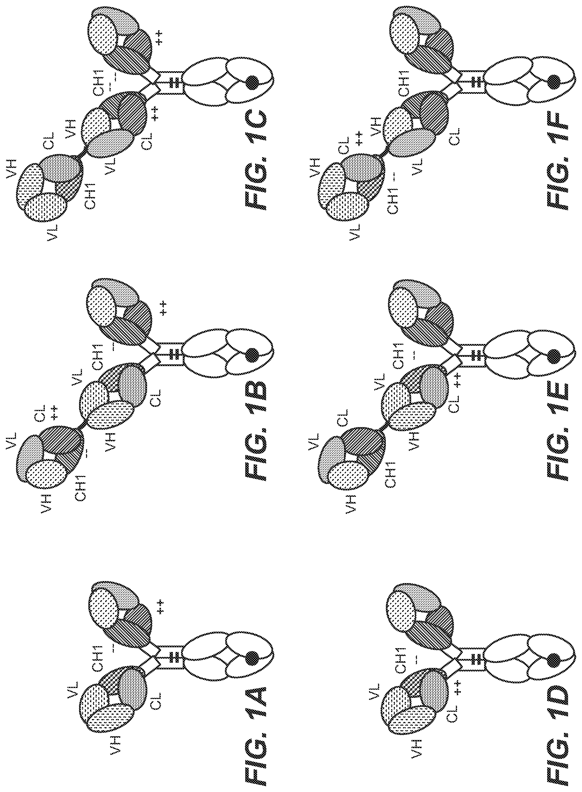 Patent US12129306 Figure 1 – Antibodies binding to STEAP-1