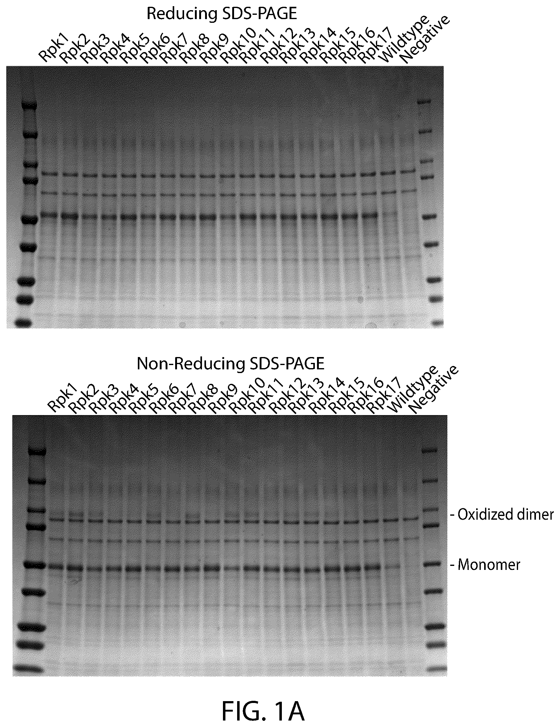 Patent US12129465 — Stable coronavirus proteins and vaccine compositions thereof — Figure 1