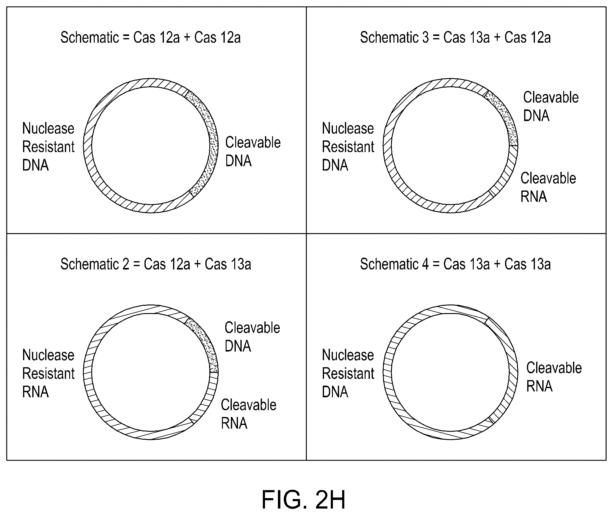 Patent US12129468 Figure 10 – Signal boost cascade assay