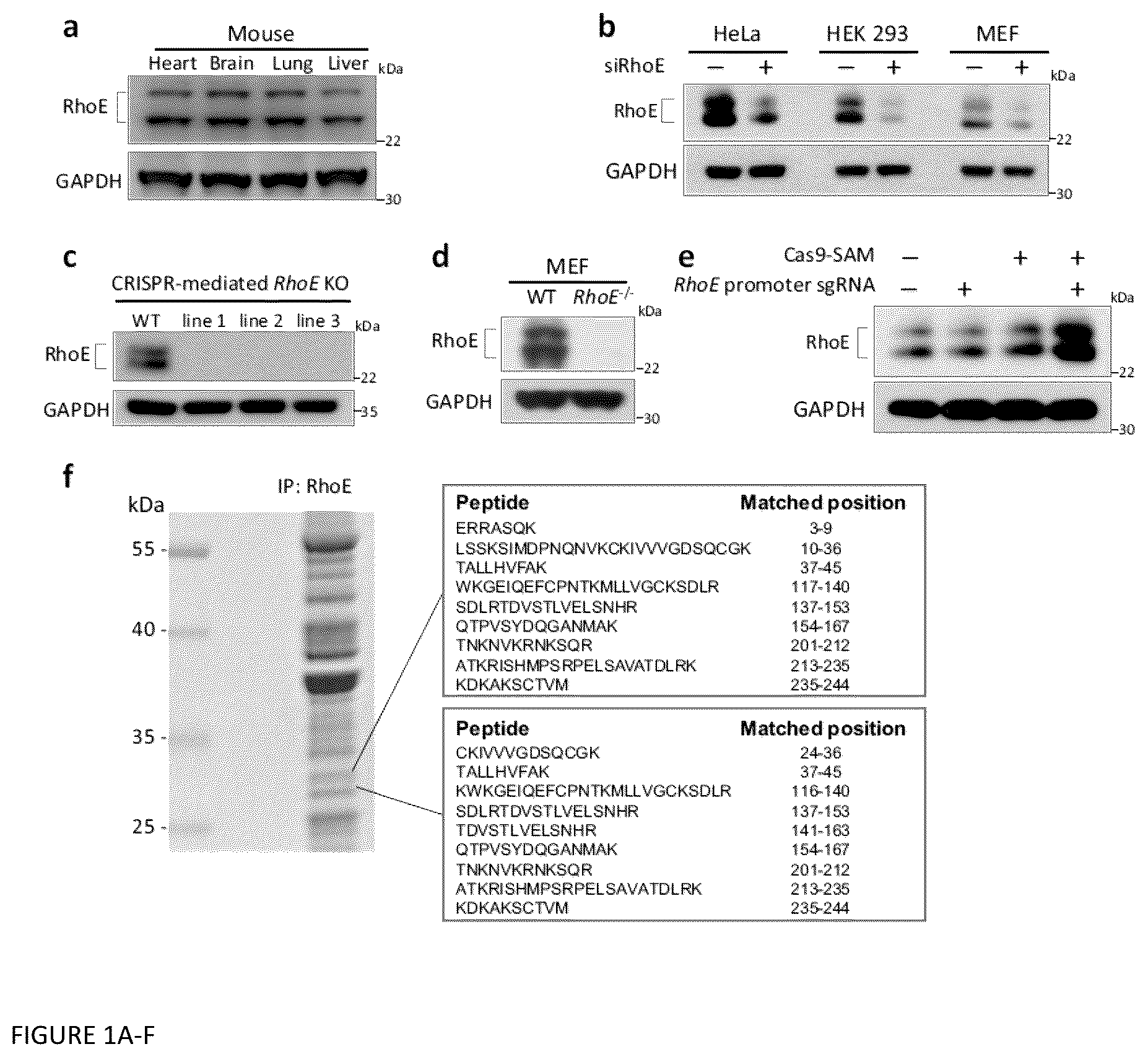 Patent US12129470 — Methods and compositions related to RNA-targeted Rho small GTPase RND3/RhoE therapy — Figure 1