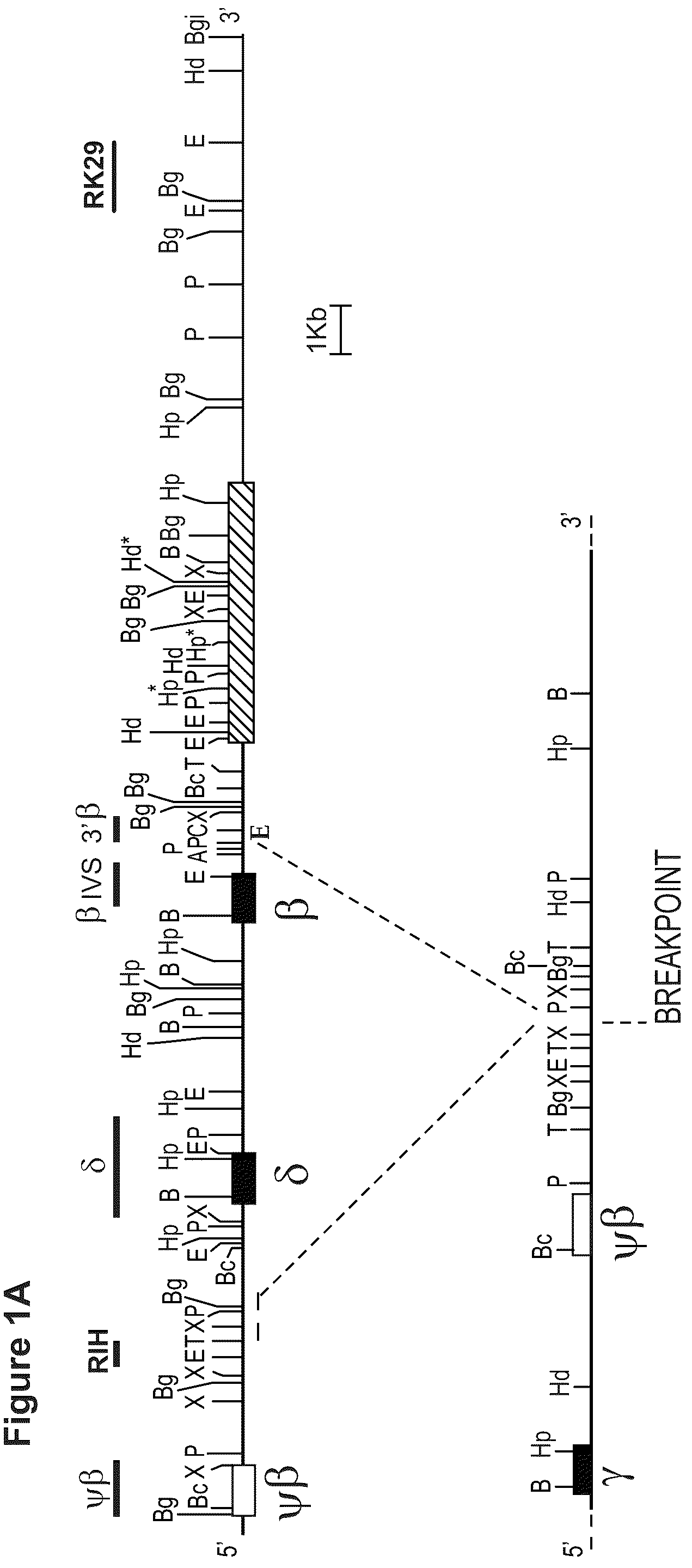Patent US12129471 — Materials and methods for treatment of human genetic diseases including hemoglobinopathies — Figure 1