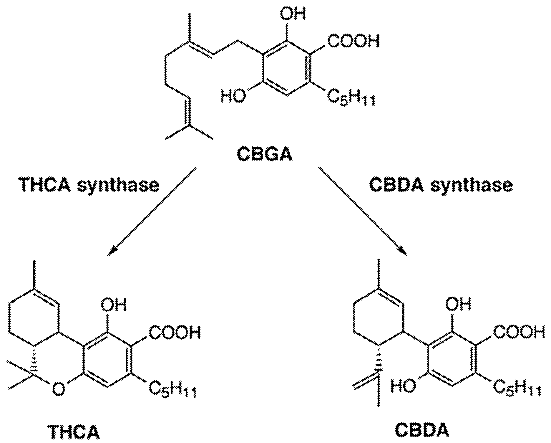 Patent US12129473 Figure 1 – Synthetic cannabinoid compounds for treatment of pain and anxiety