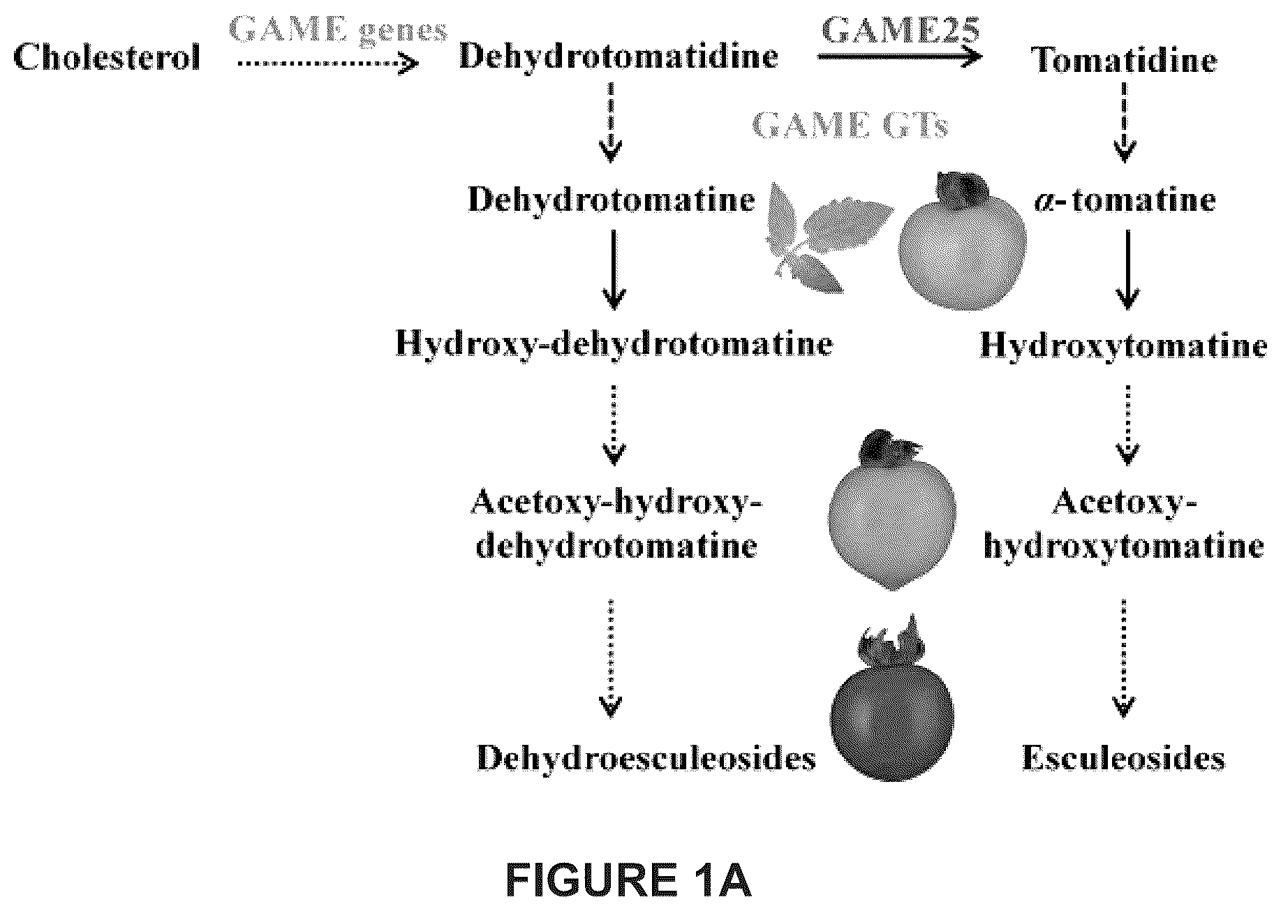 Patent US12129475 — Glycoalkaloid metabolism enyzymes (GAMES) and uses thereof — Figure 1