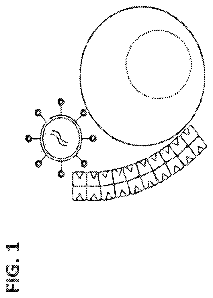 Patent US12129477 — Methods, kits, agents and apparatuses for transduction — Figure 1