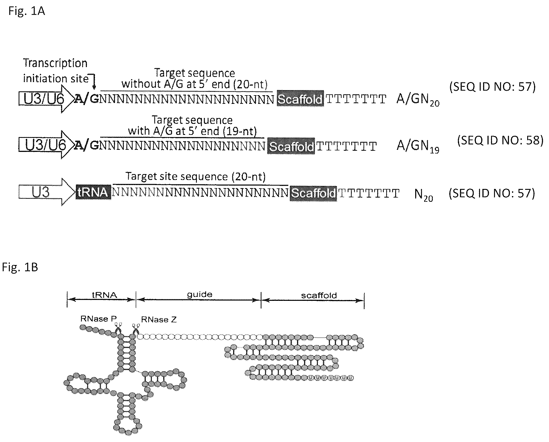 Patent US12129479 Figure 1 – Genome editing method