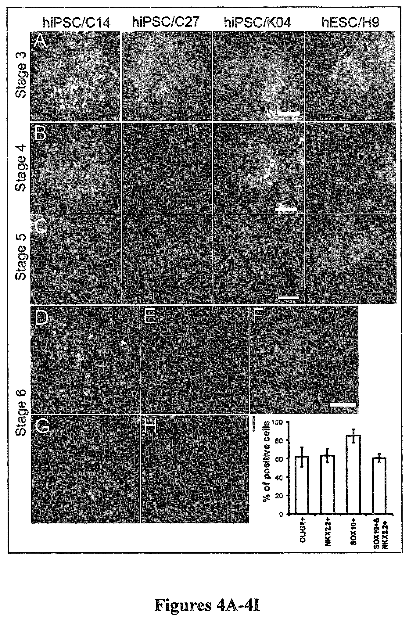 Patent US12129484 Figure 4 – Induced pluripotent cell-derived oligodendrocyte progenitor cells for the treatment of myelin disorders