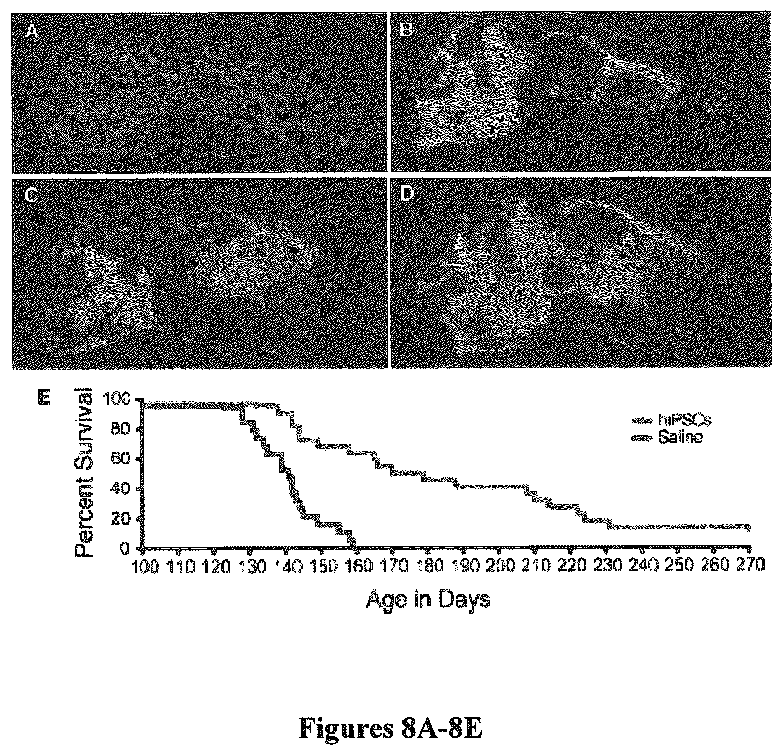 Patent US12129484 Figure 9 – Induced pluripotent cell-derived oligodendrocyte progenitor cells for the treatment of myelin disorders