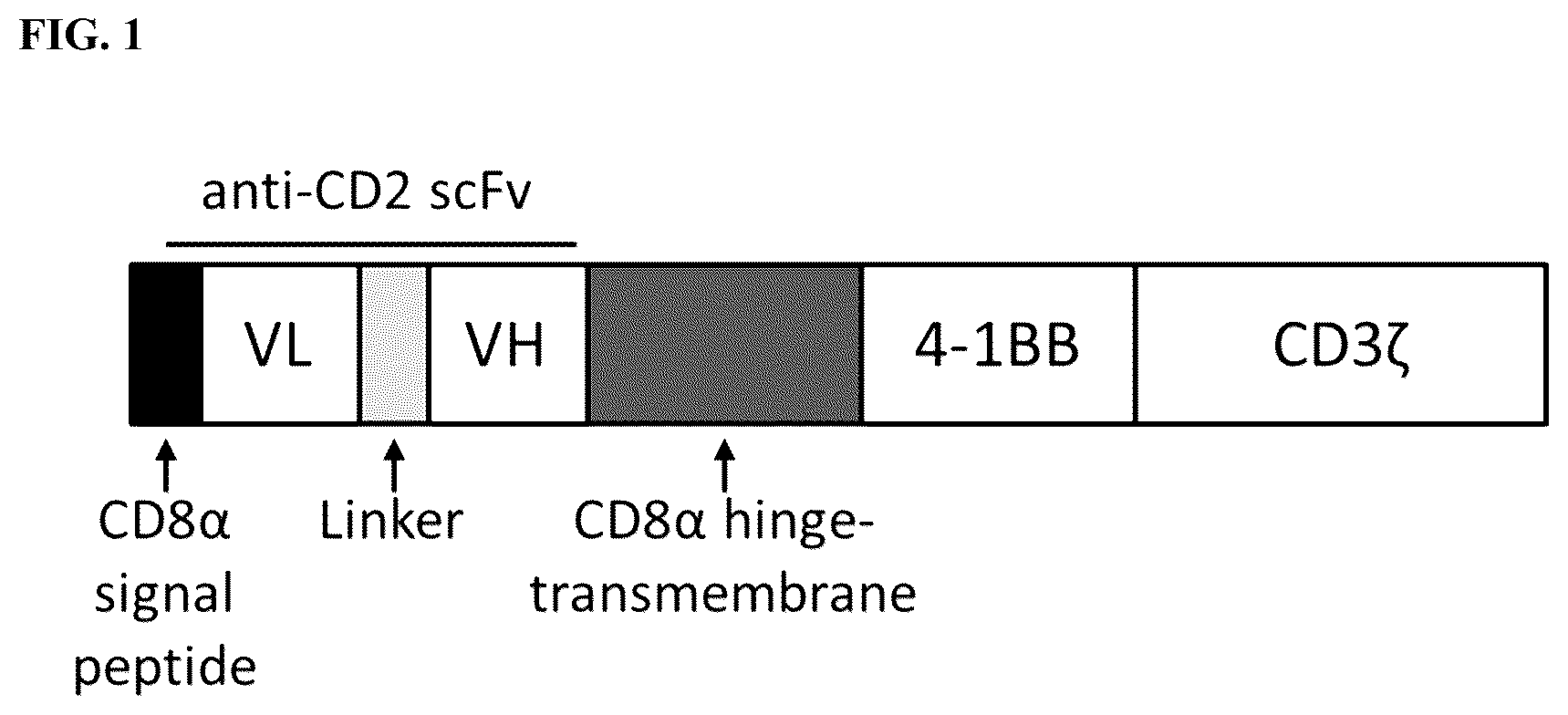 Patent US12129485 — Blockade of CD2 surface expression and expression of chimeric antigen receptors for immunotherapy of T-cell malignancies — Figure 1