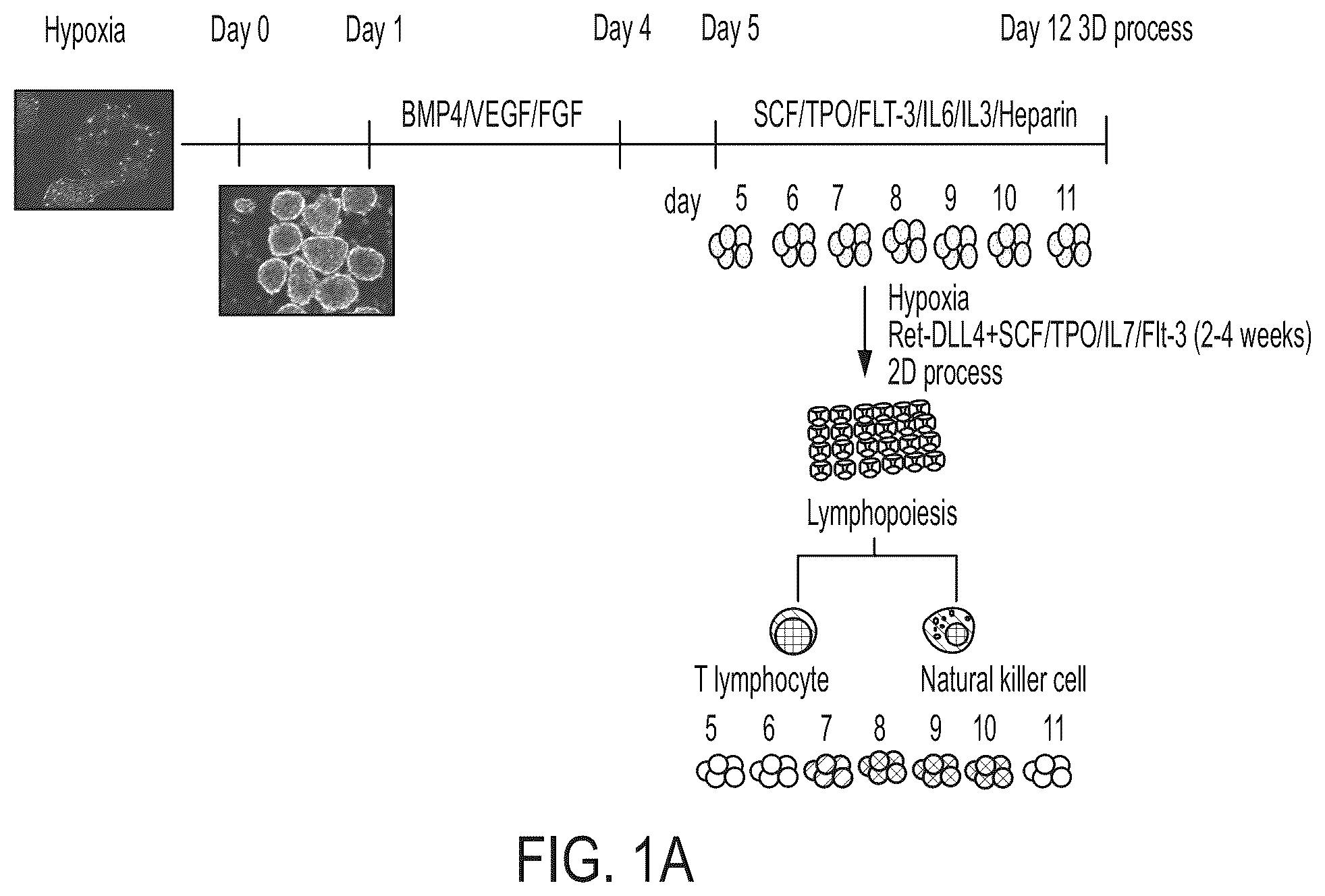 Patent US12129486 Figure 1 – Methods for directed differentiation of pluripotent stem cells to immune cells