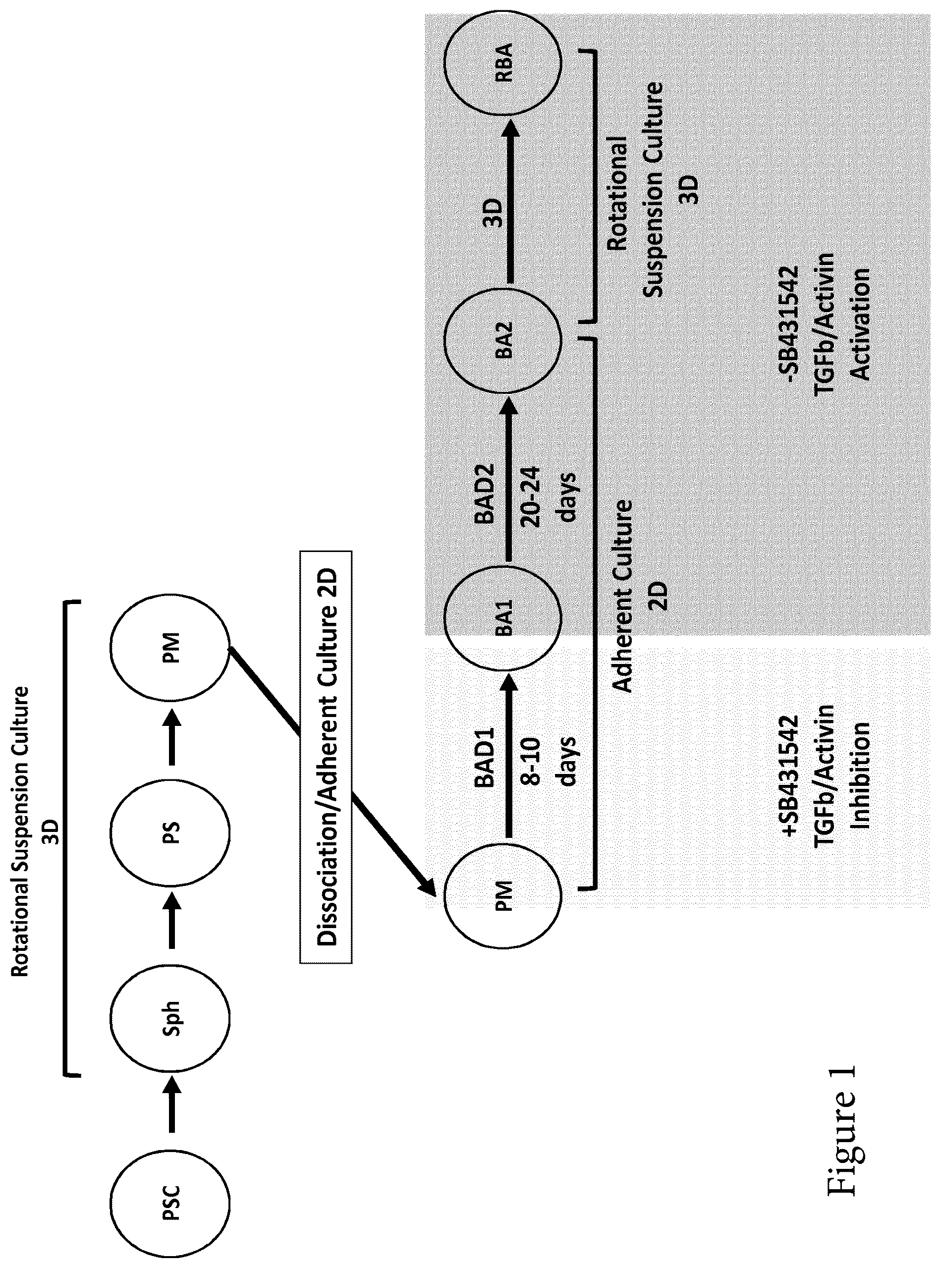 Patent US12129488 Figure 1 – Production of brown adipocytes