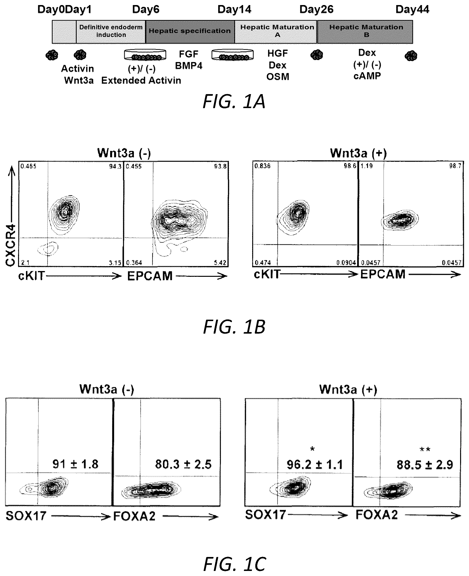 Patent US12129490 — Methods for generating hepatocytes and cholangiocytes from pluripotent stem cells — Figure 1