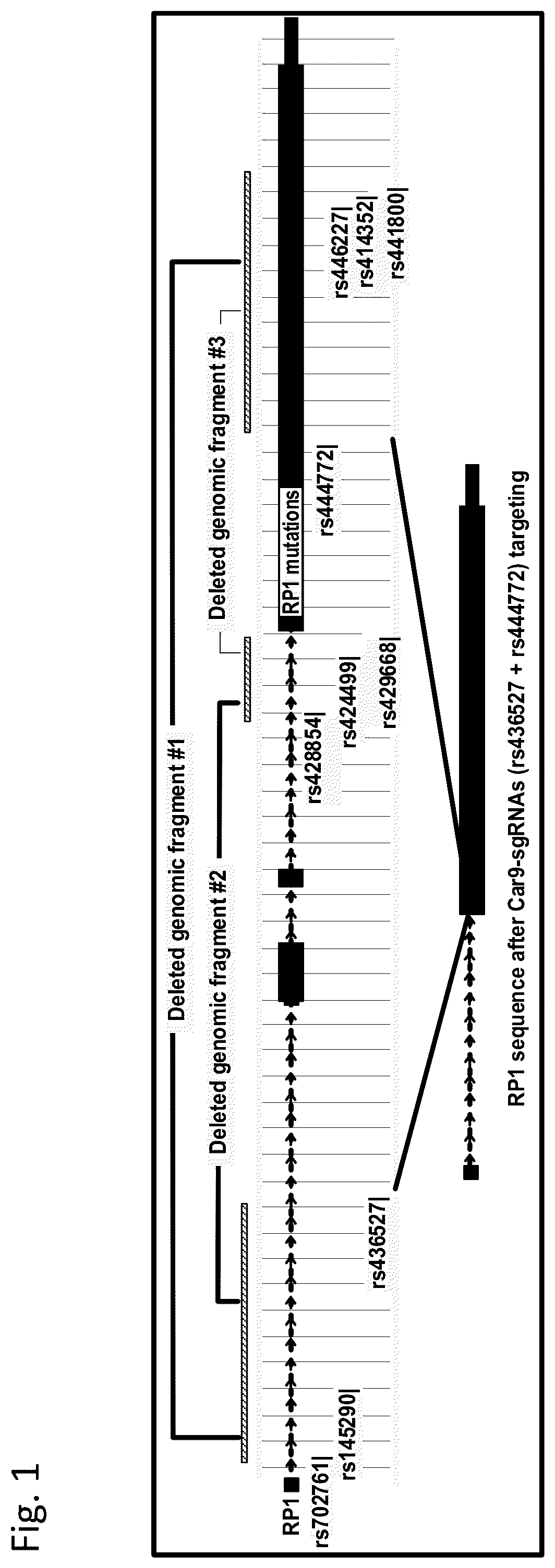 Patent US12129496 — Haplotype-based treatment of RP1 associated retinal degenerations — Figure 1