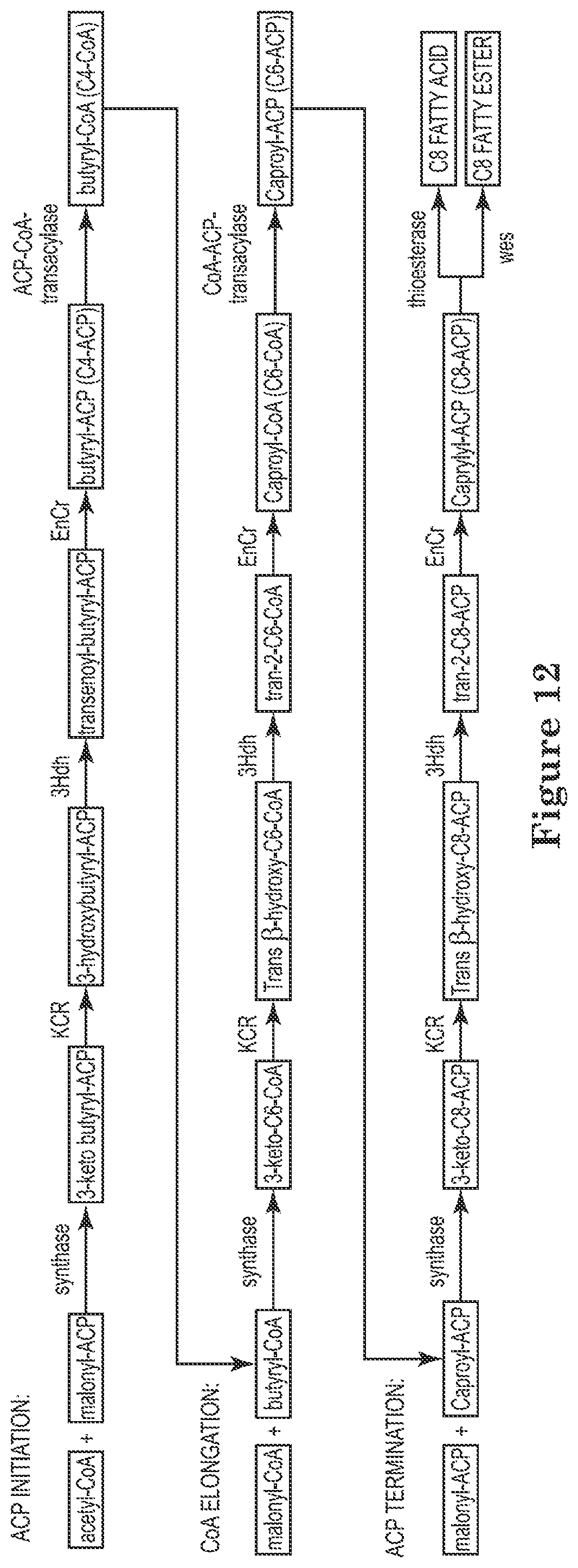 Patent US12129506 Figure 12 – Microorganisms and methods for the production of fatty acids and fatty acid derived products