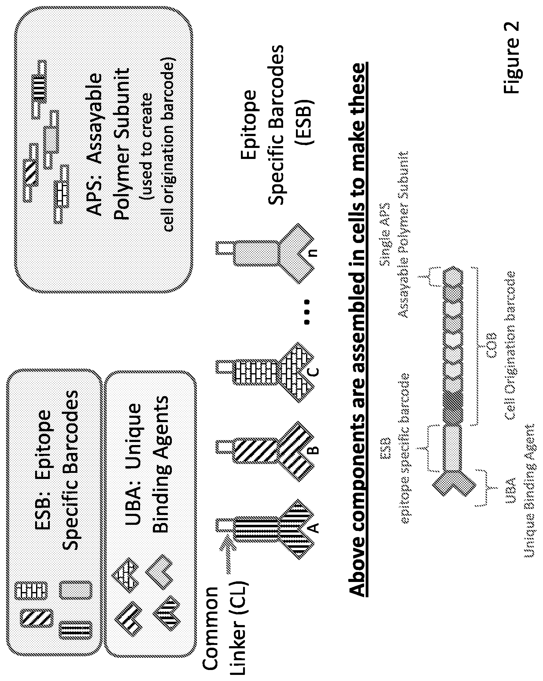 Patent US12129512 Figure 2 – Composition comprising cell origination barcodes for the analysis of both protein and nucleic acid from the same cell