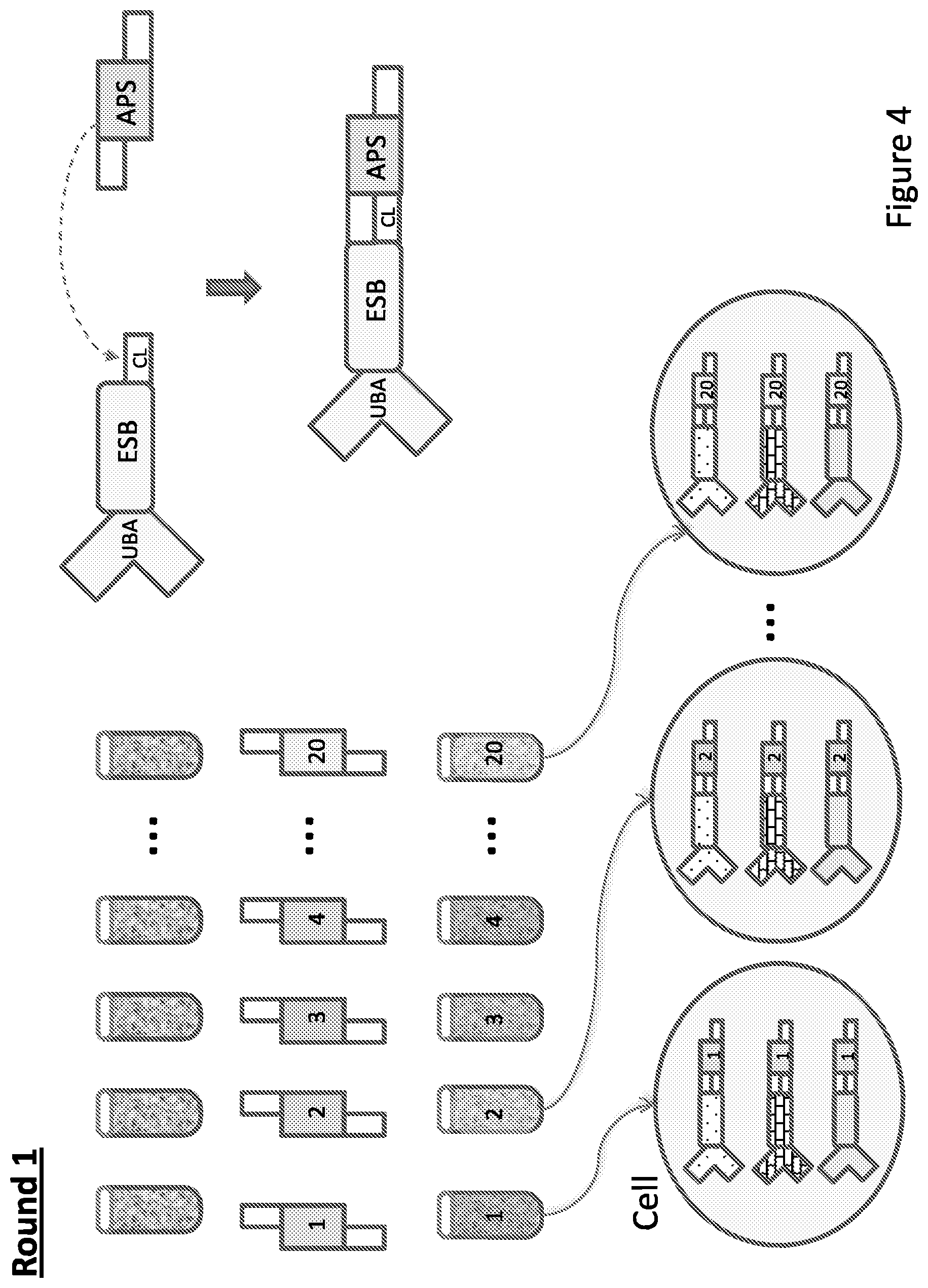 Patent US12129512 Figure 4 – Composition comprising cell origination barcodes for the analysis of both protein and nucleic acid from the same cell