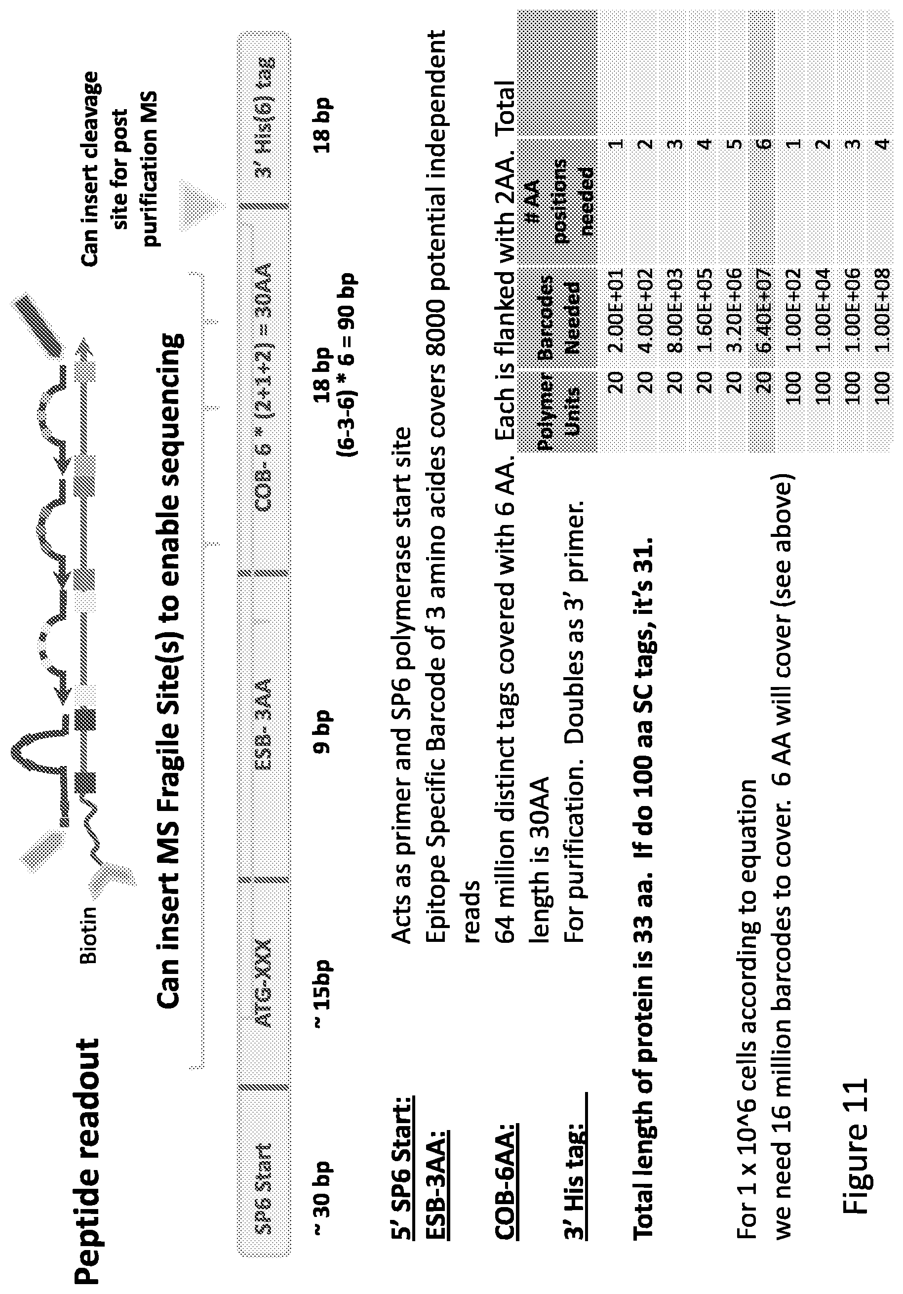 Patent US12129513 Figure 13 – Method for barcoding