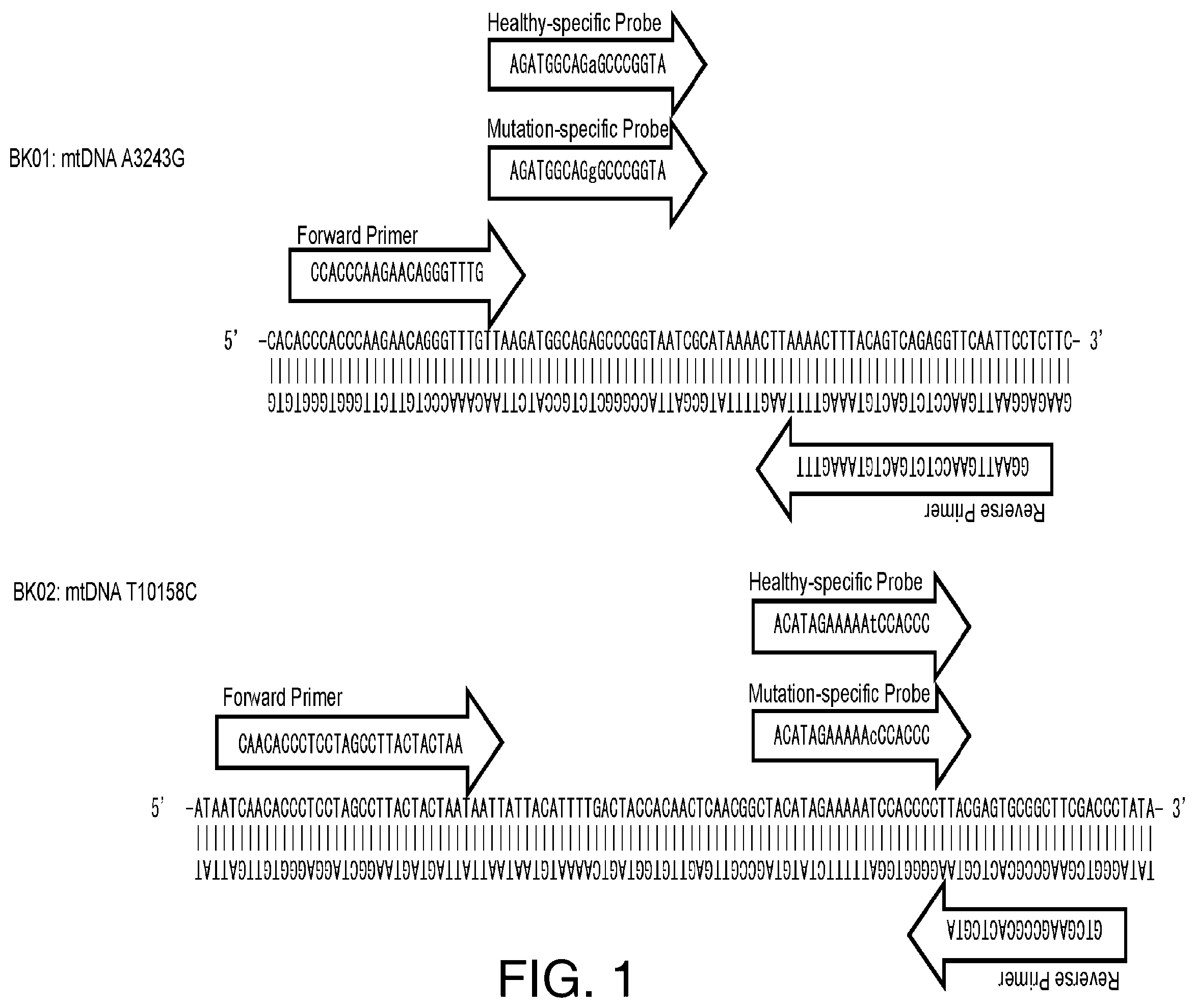 Patent US12129521 — Methods for detection of macro-heteroplasmy and micro-heteroplasmy in mitochondrial DNA — Figure 1
