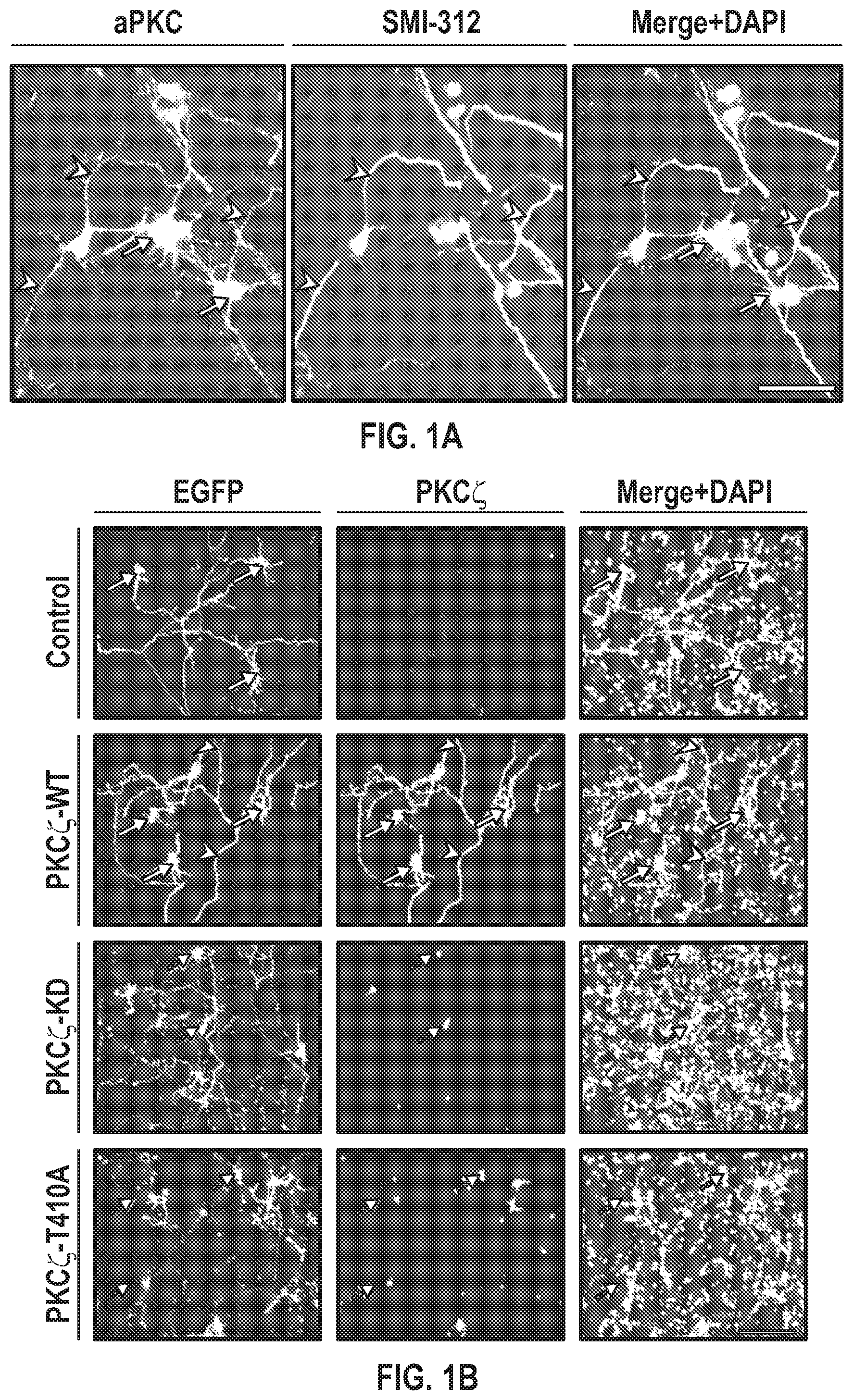 Patent US12134651 — Anti-Ryk antibodies and methods of using the same — Figure 1