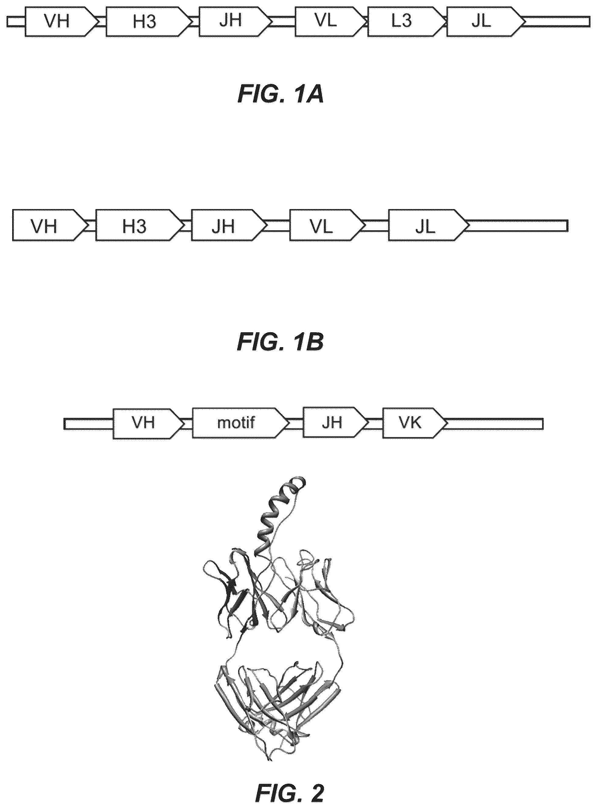 Patent US12134656 — Dickkopf-1 variant antibodies and methods of use — Figure 1